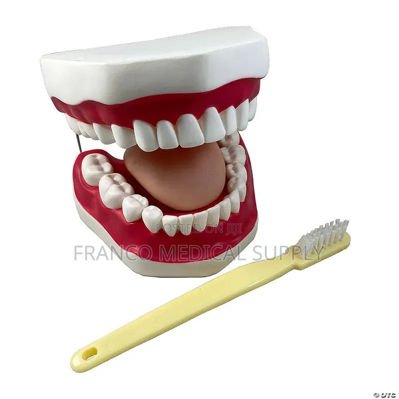 Dental Teeth Model