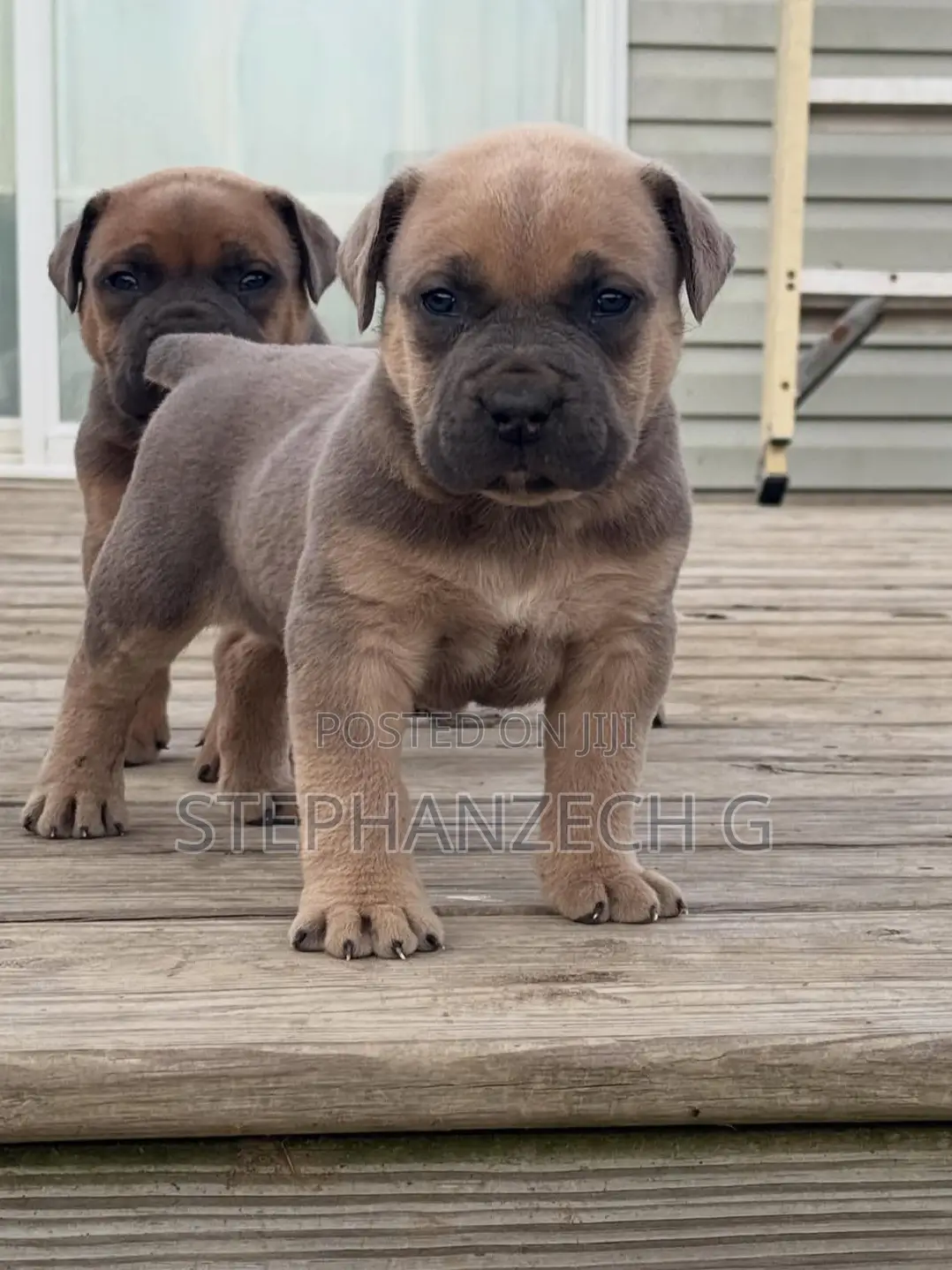 1-3 months Female Purebred Boerboel