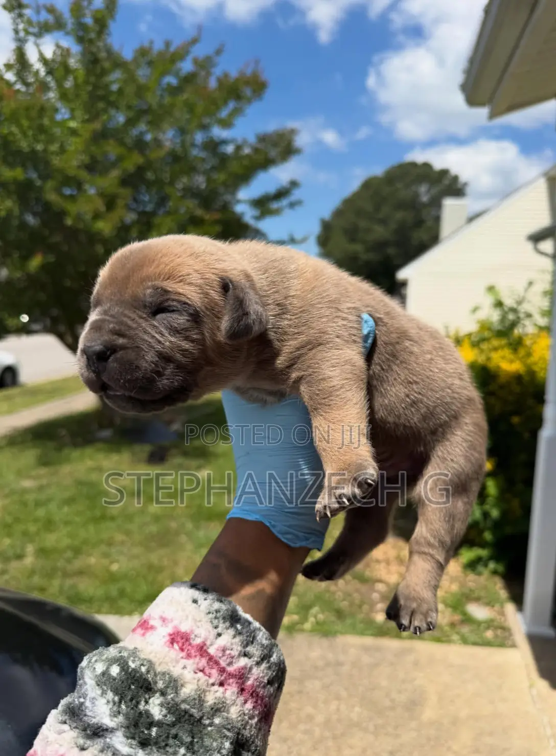 1-3 months Male Purebred Boerboel