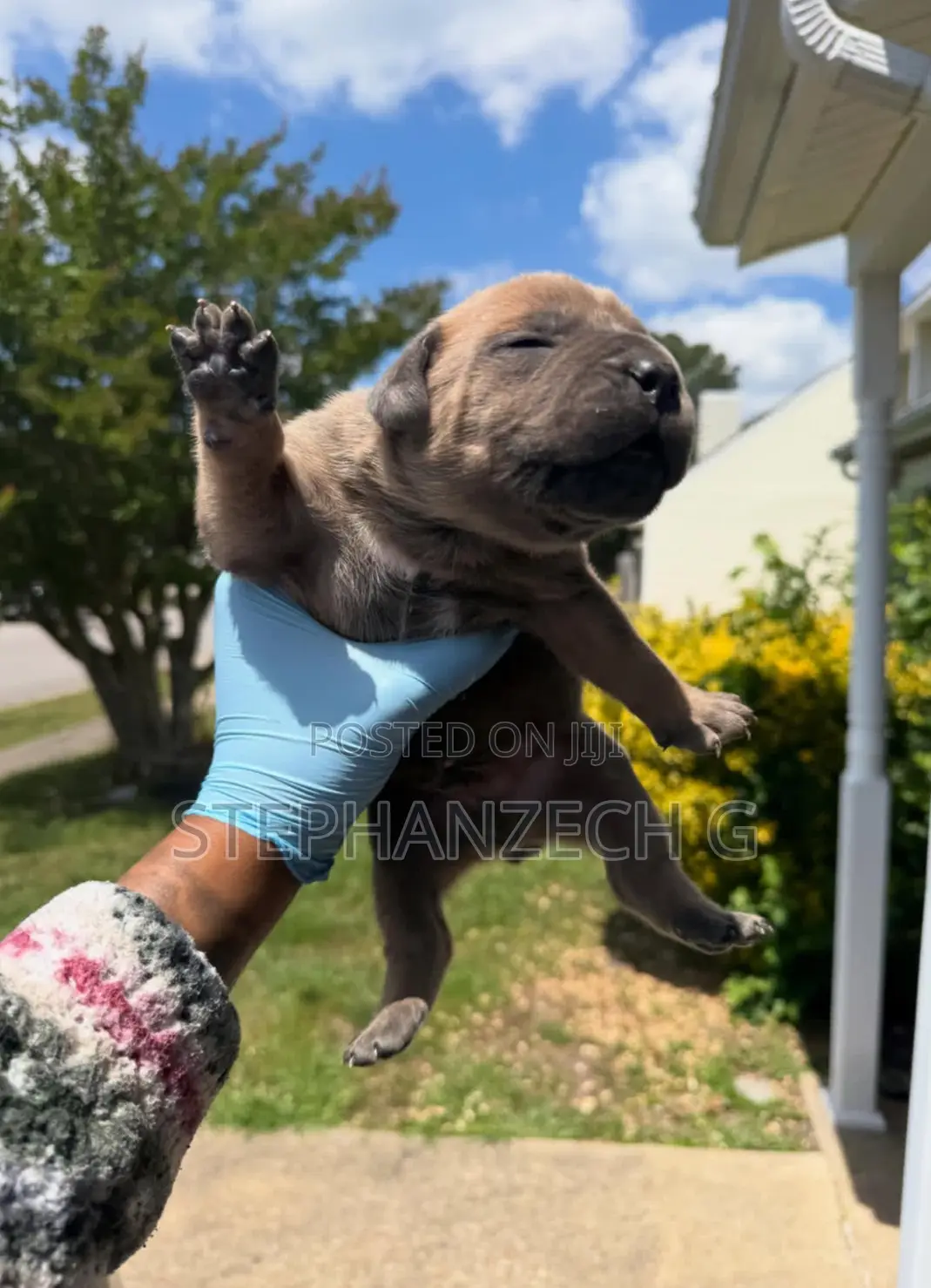 1-3 months Female Purebred Boerboel