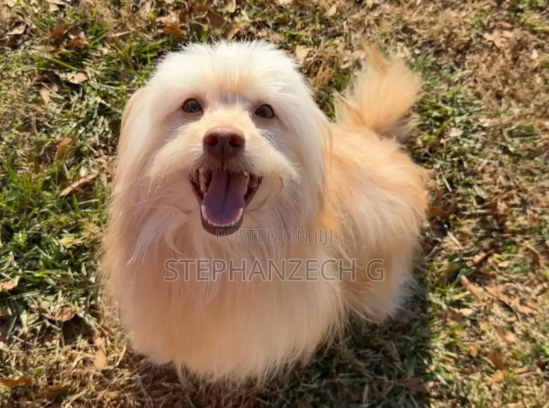 6-12 months Female Purebred Poodle