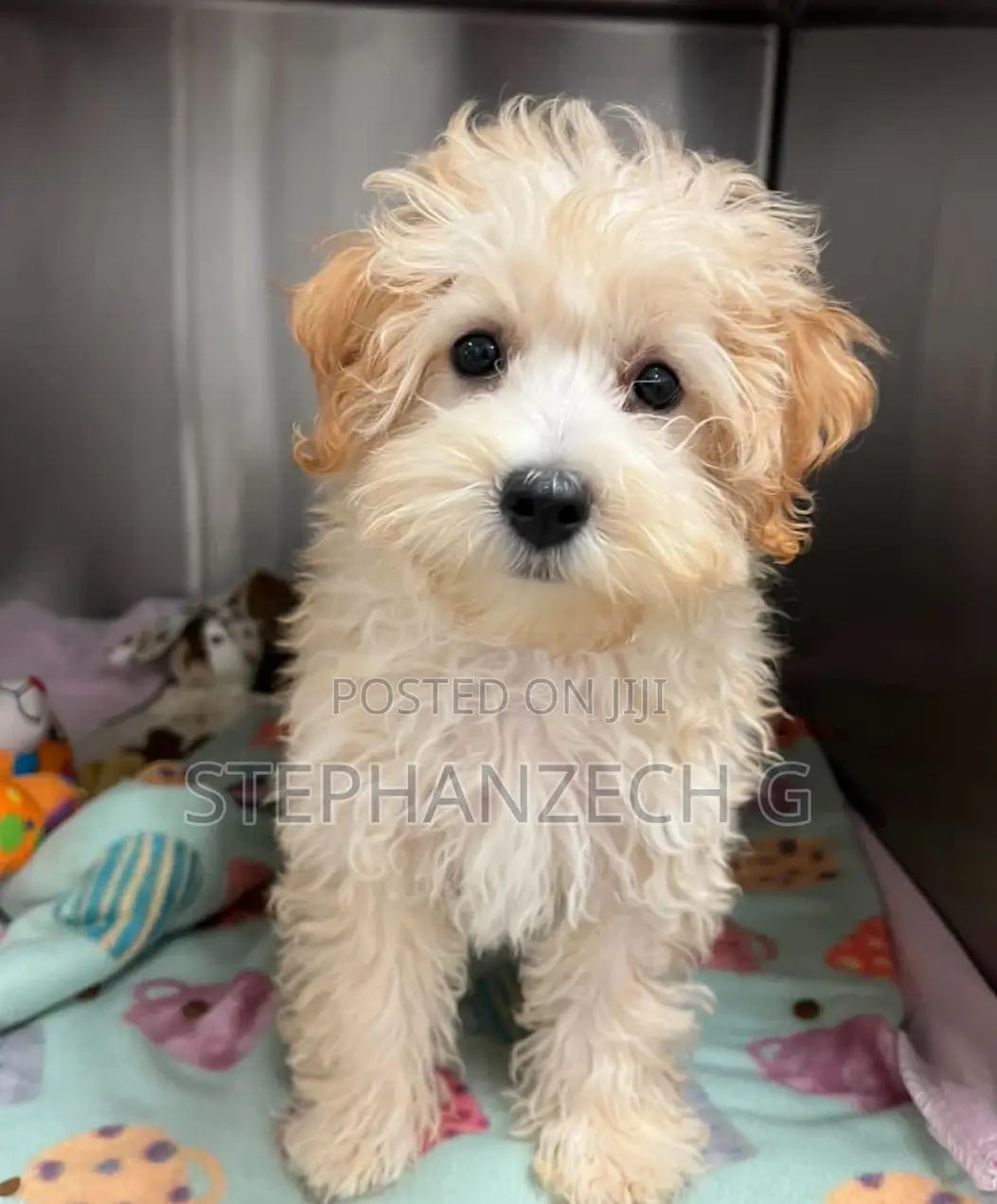 6-12 months Male Purebred Poodle