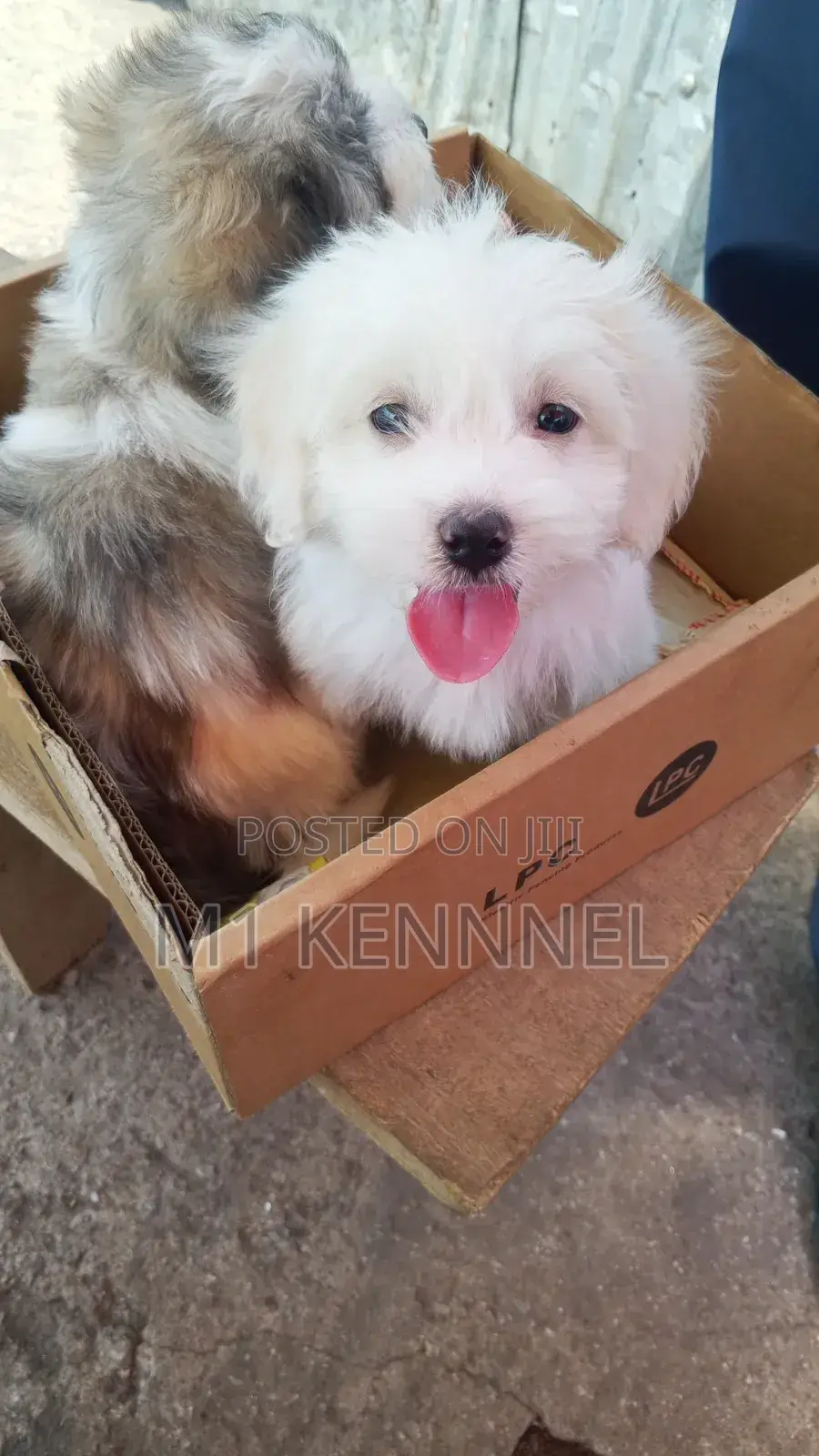 1-3 months Female Purebred Poodle