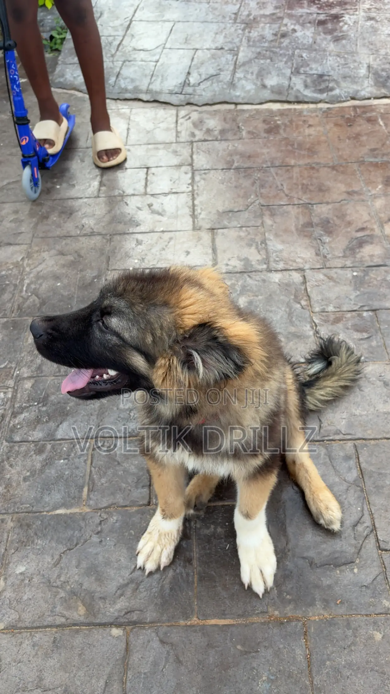 3-6 months Male Purebred Caucasian Shepherd
