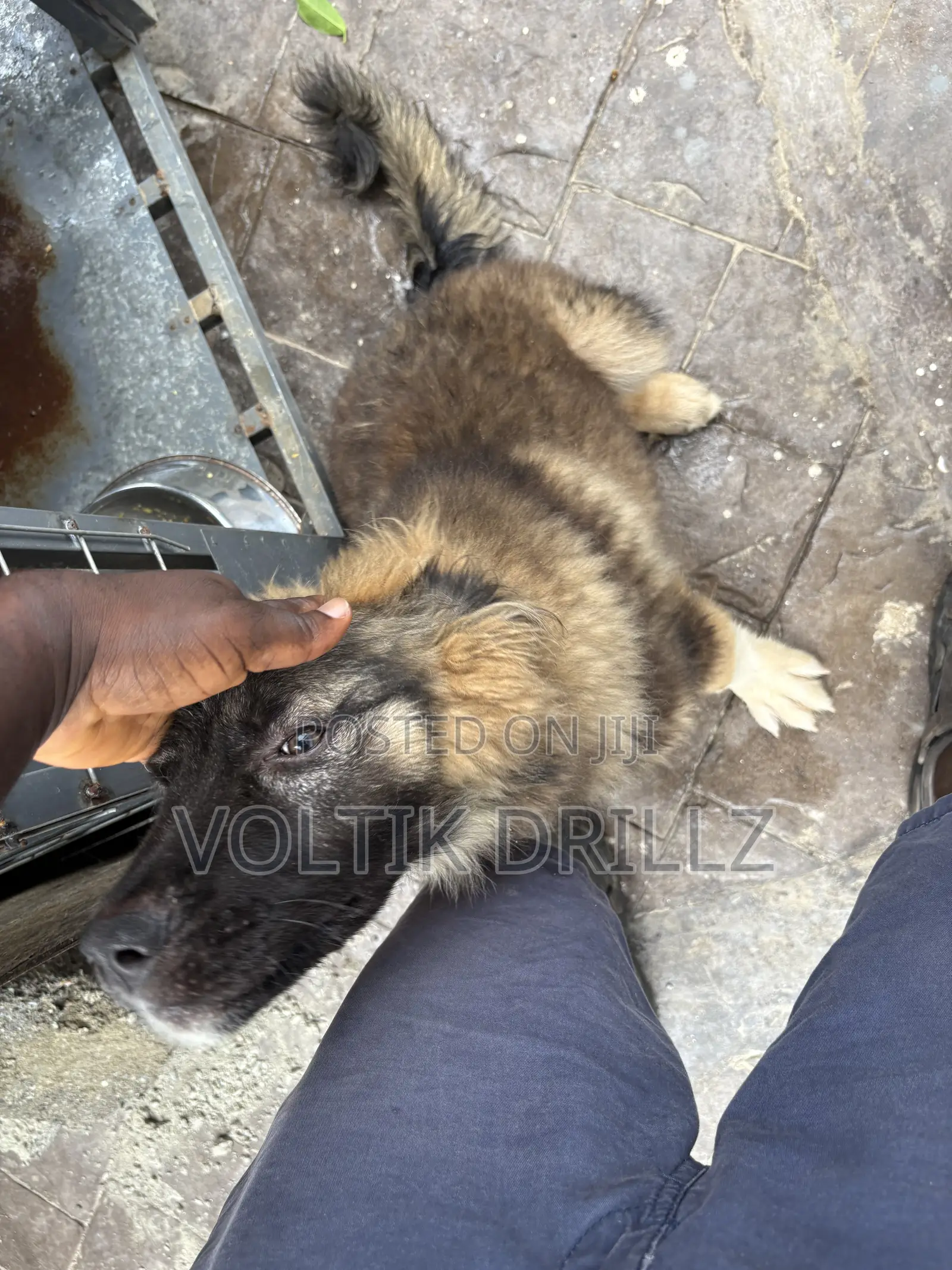 3-6 months Male Purebred Caucasian Shepherd