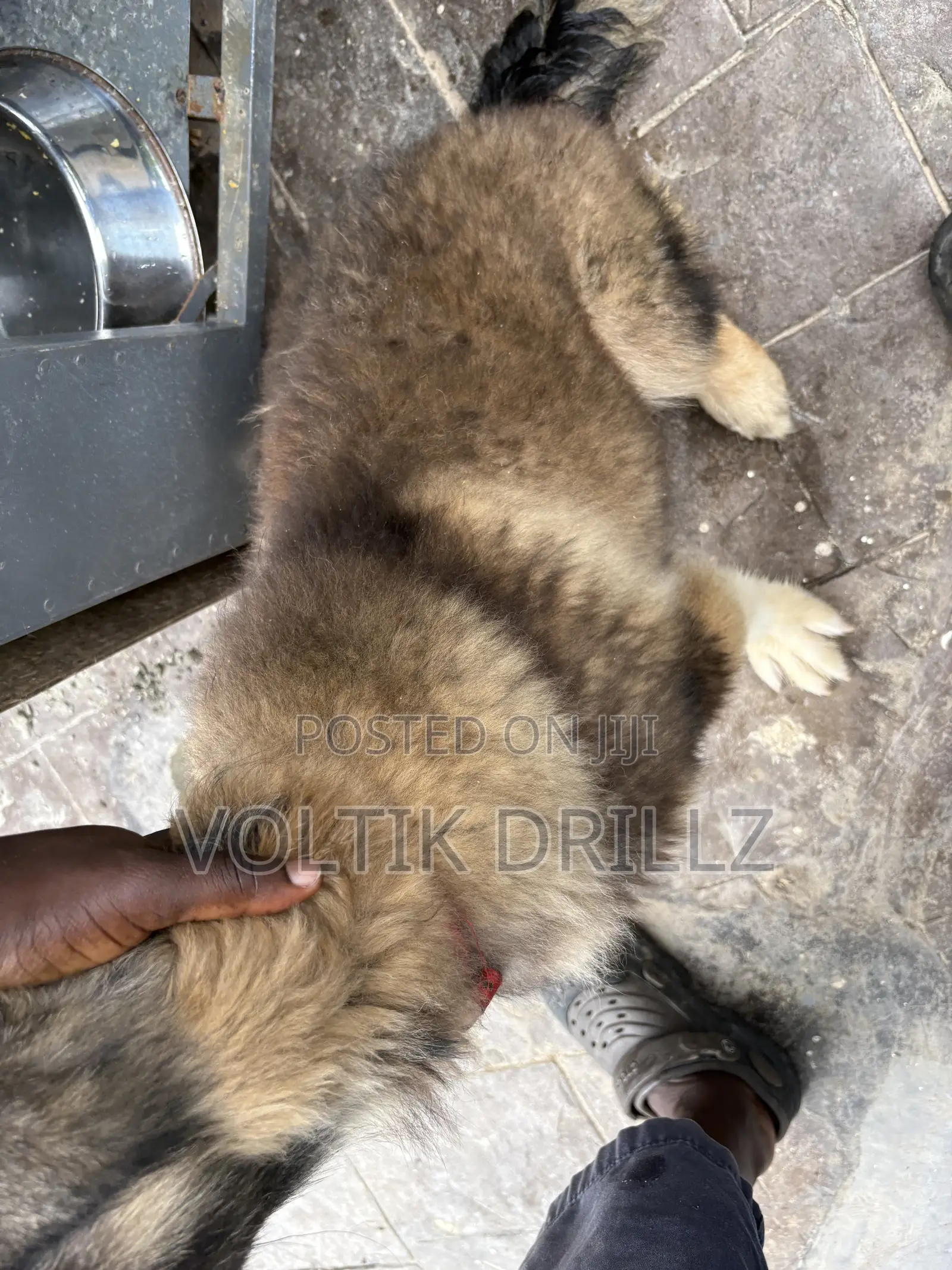 3-6 months Male Purebred Caucasian Shepherd