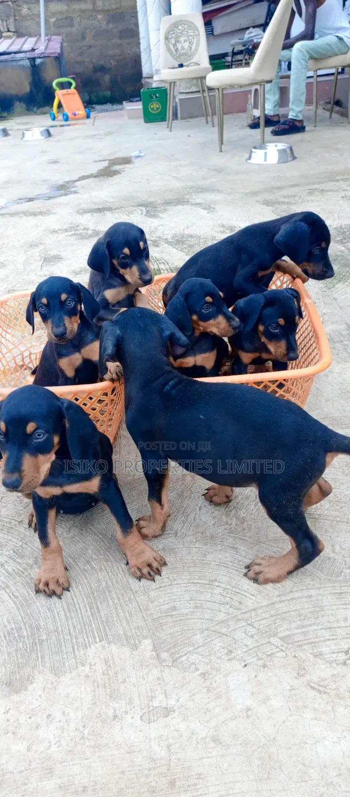 1-3 months Male Purebred Doberman Pinscher
