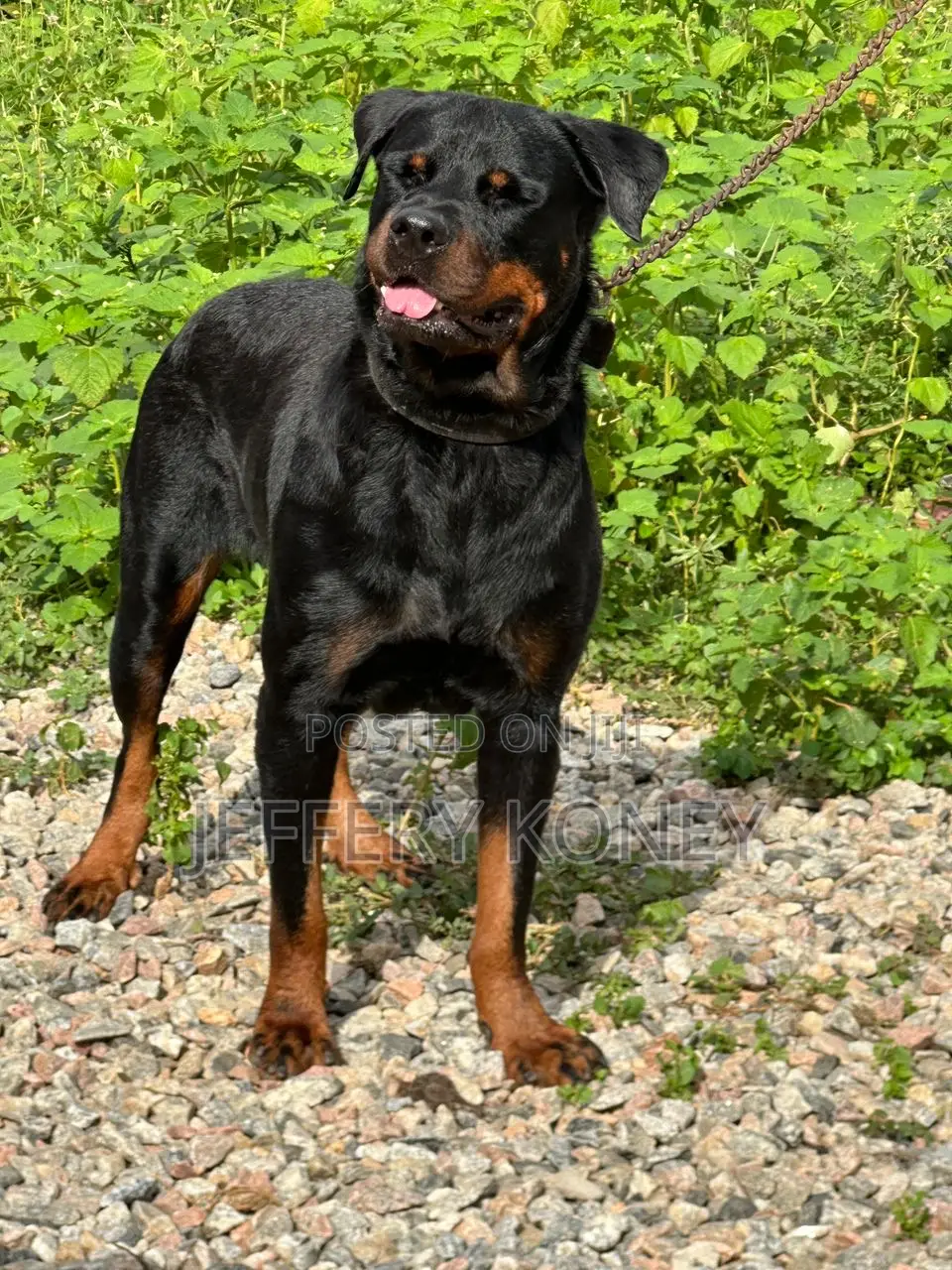 1+ year Female Purebred Rottweiler