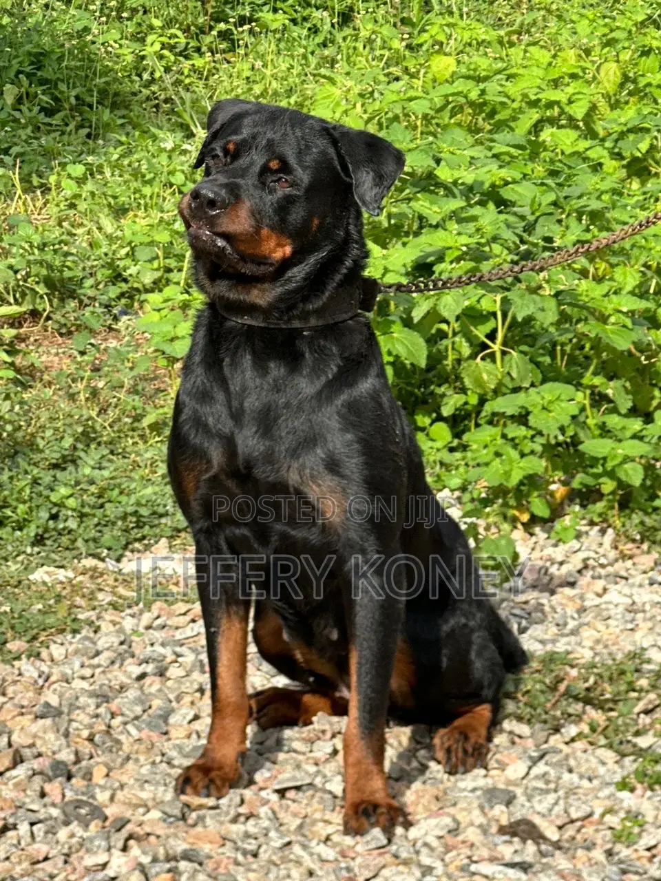 1+ year Female Purebred Rottweiler