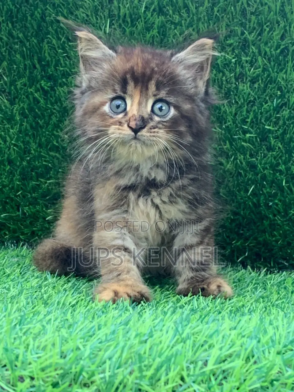 1-3 months Female Purebred Maine Coon