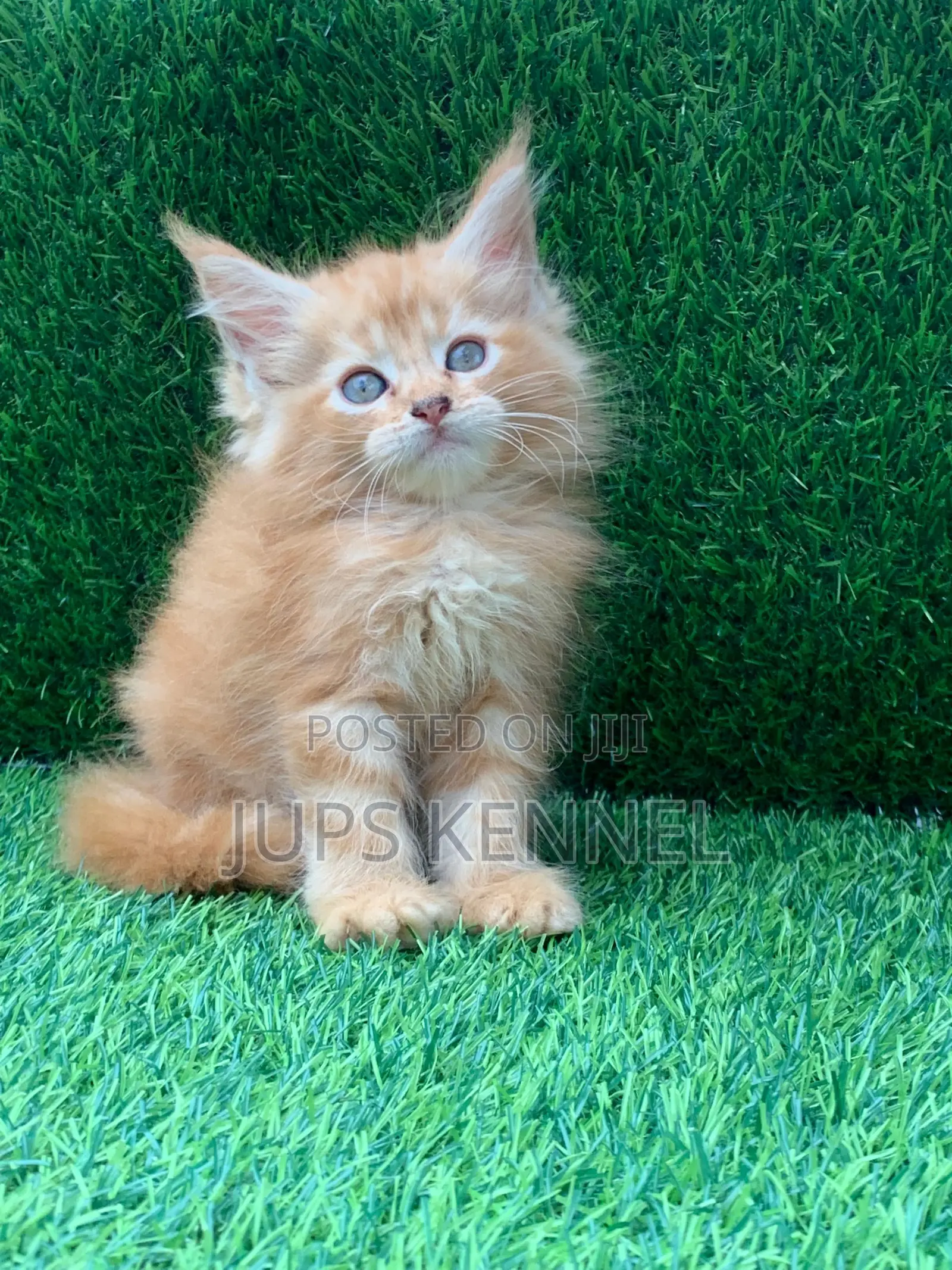 1-3 months Female Purebred Maine Coon