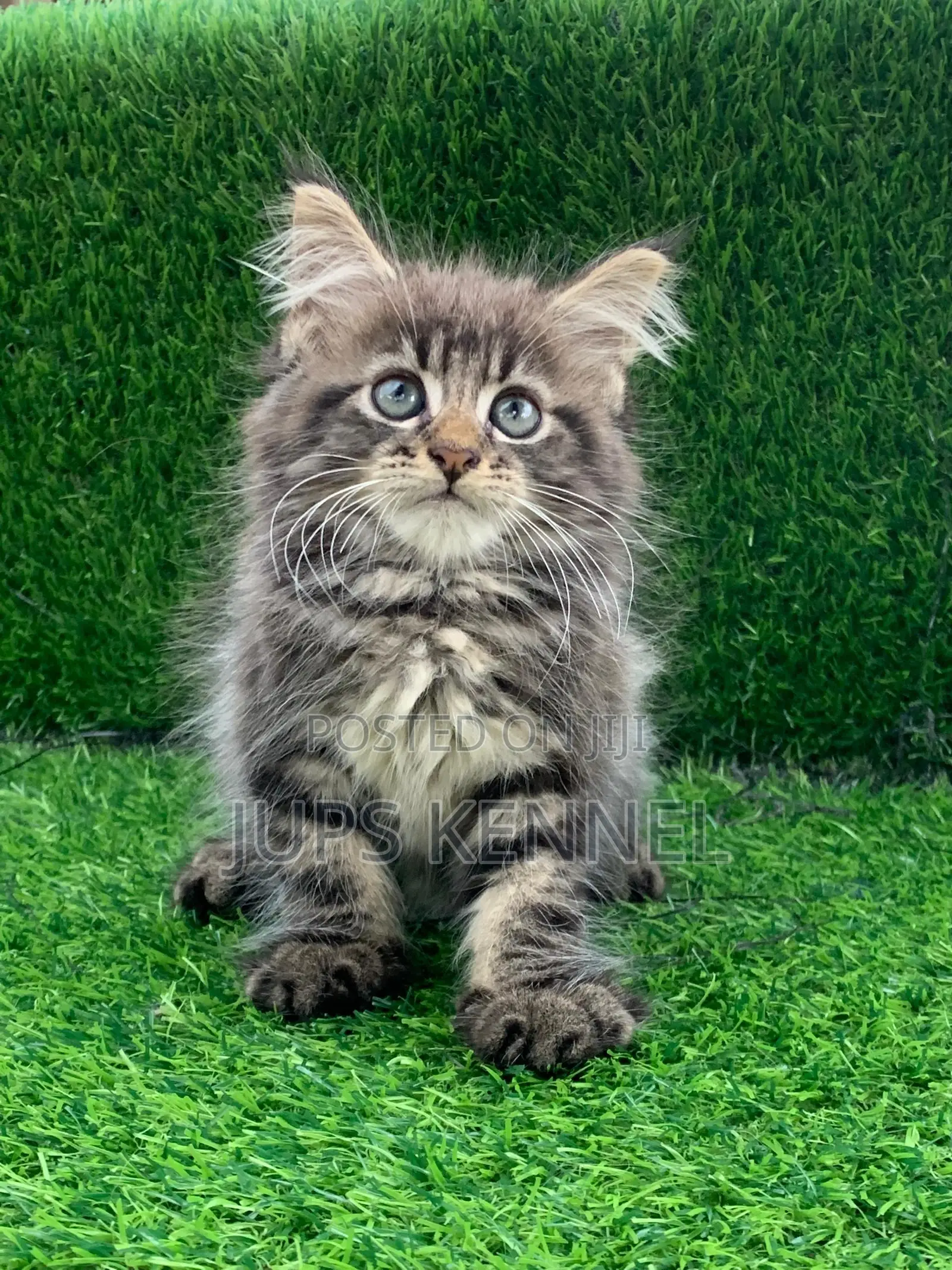 1-3 months Female Purebred Maine Coon