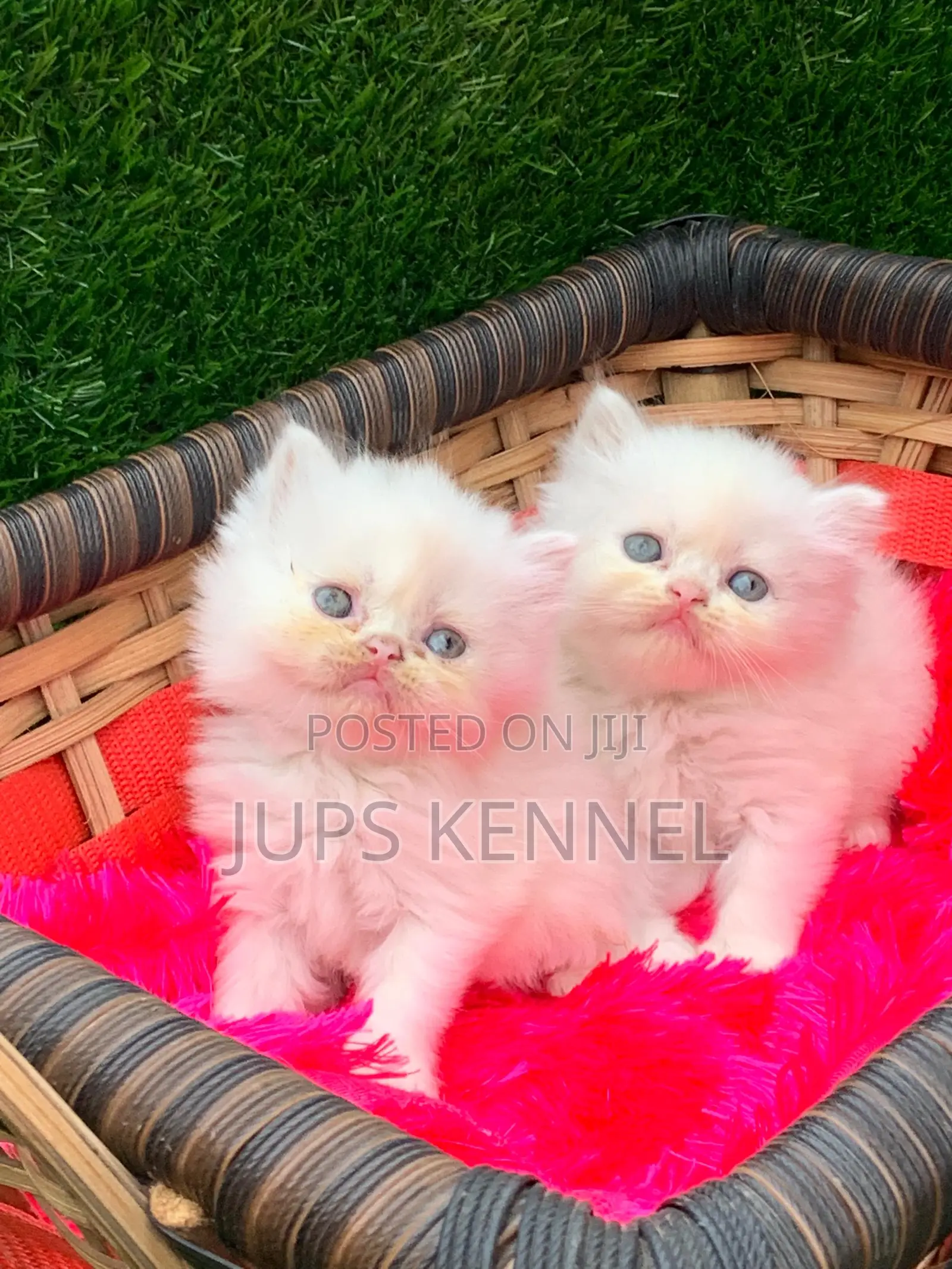 1-3 months Female Purebred Persian