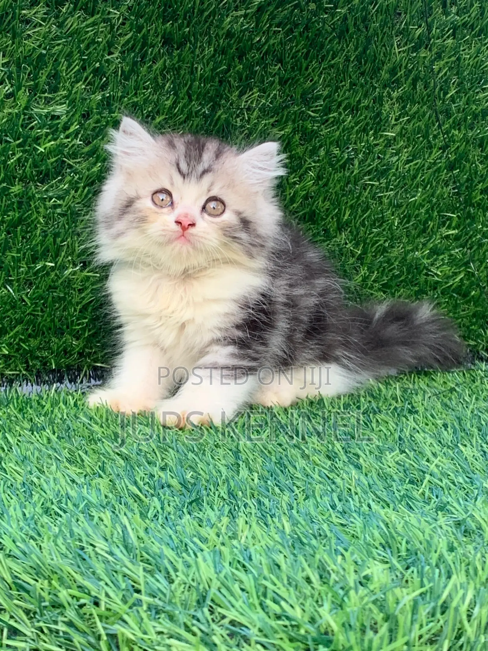 1-3 months Female Purebred Persian