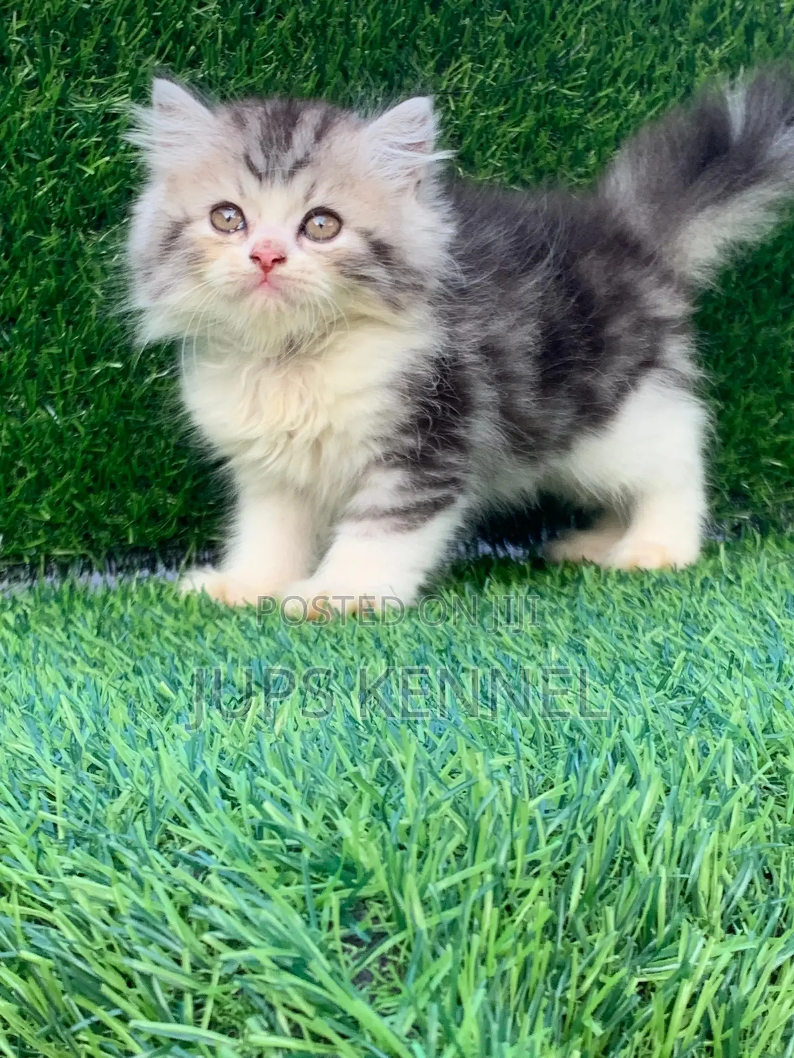1-3 months Female Purebred Persian