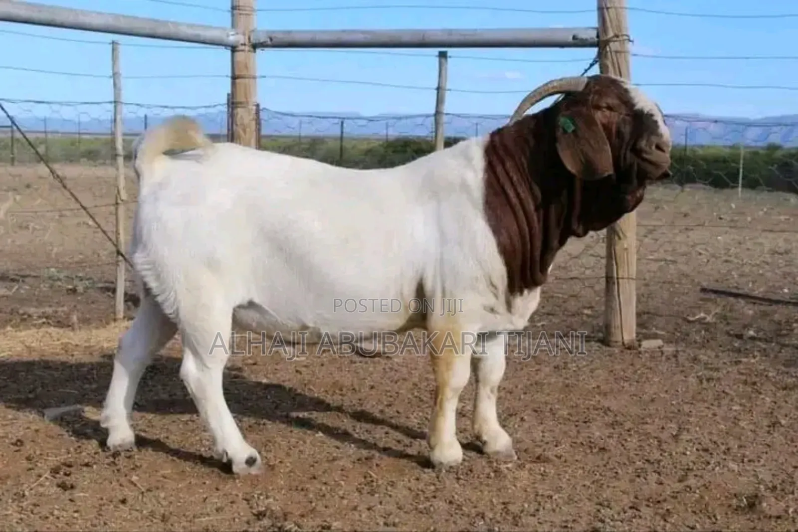 Big Male Boear Goat Seller