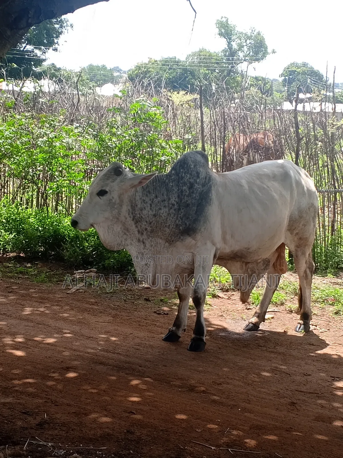 Nice Gudali Cow Seller