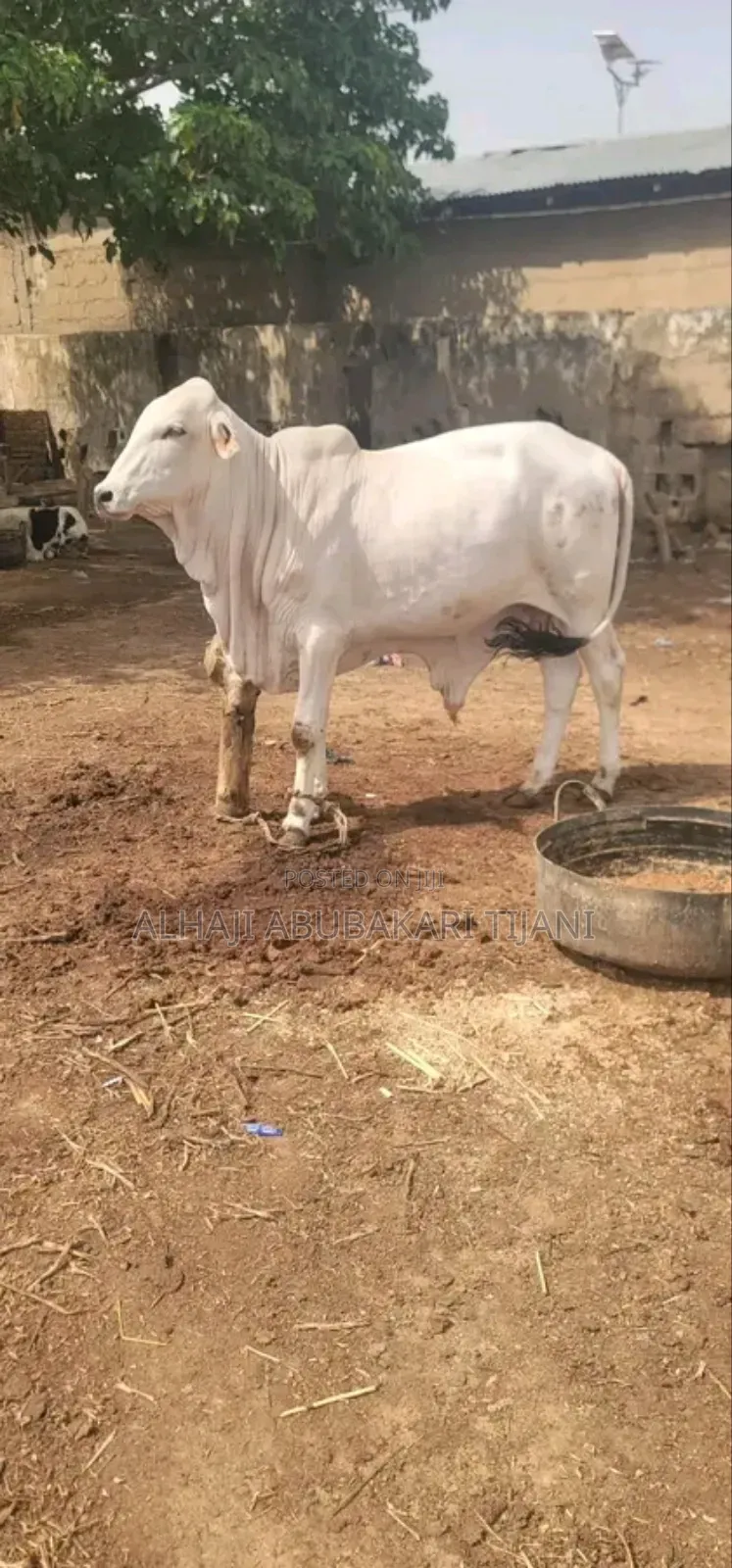 Nice Gudali Female Cow Seller