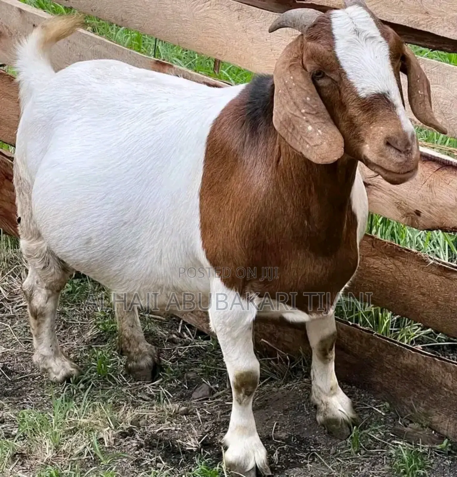 Nice Female Boear Goat Seller