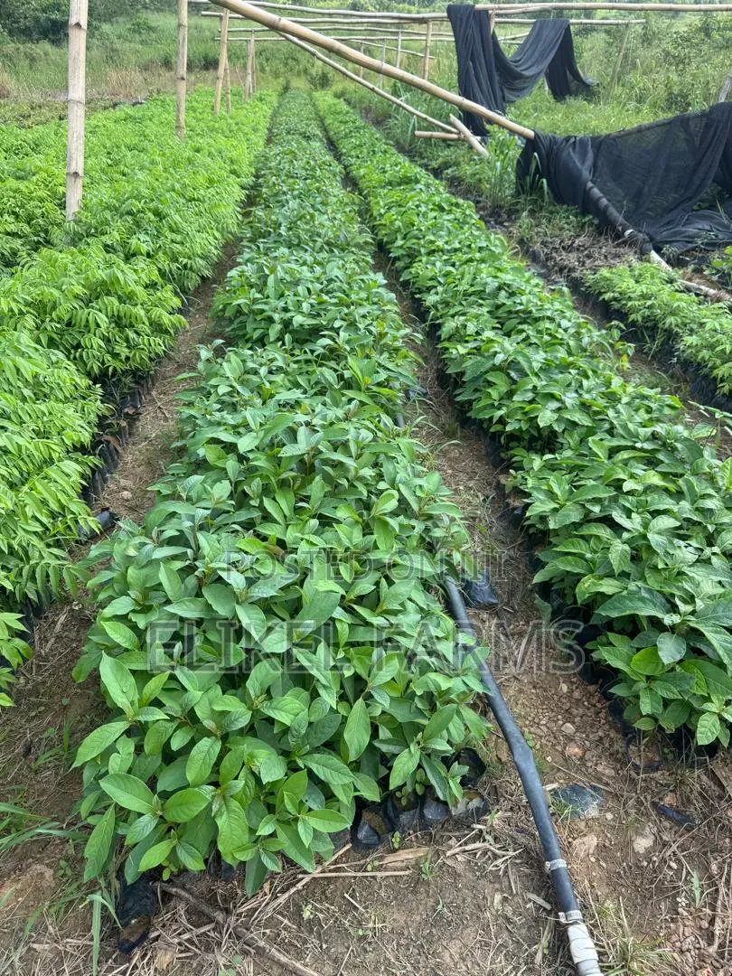 Nursed Timber Trees Available :Cidrella,Emre,Ofram