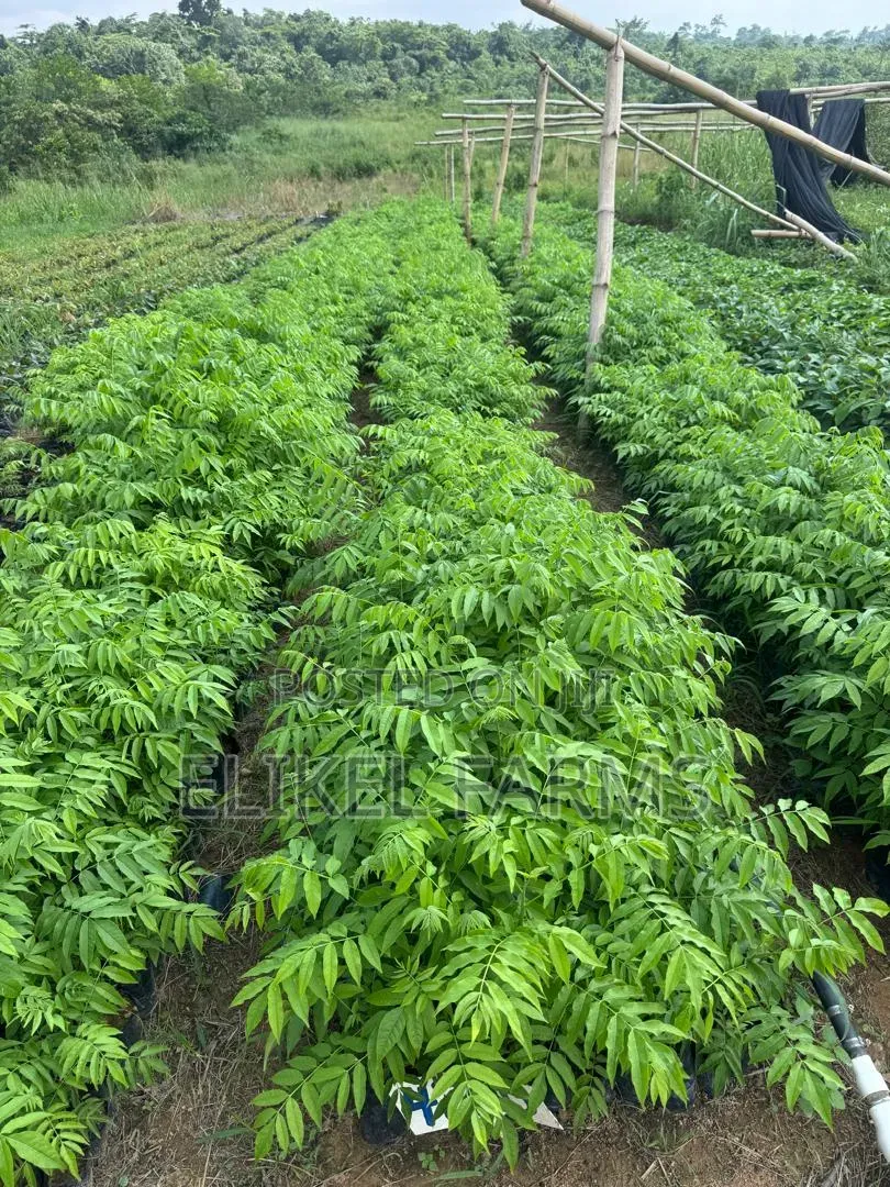 Nursed Timber Trees Available :Cidrella,Emre,Ofram