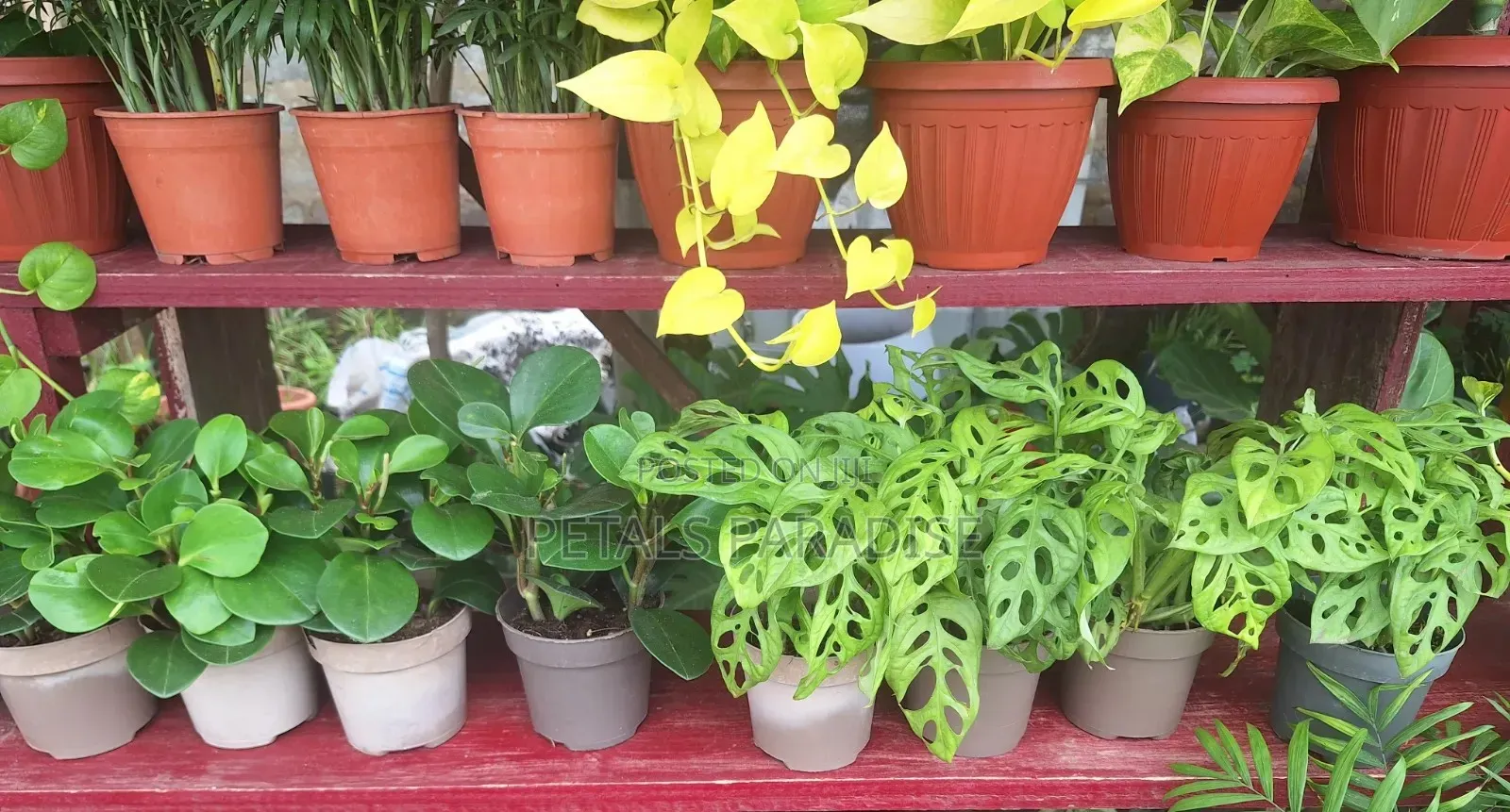 Peperomia/ Monkey Mask Plant for Sale