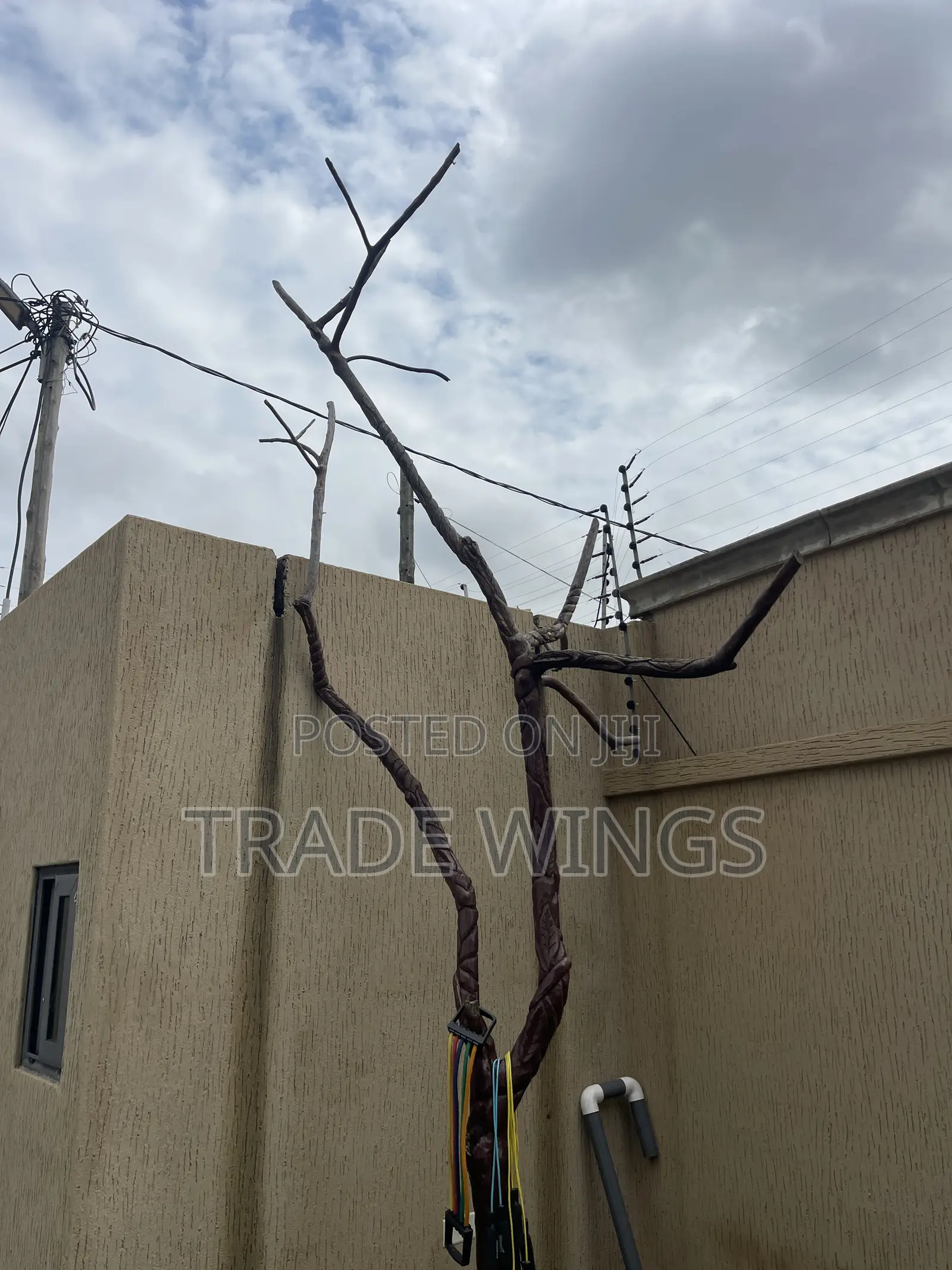 Brown Tall Tree for Sale