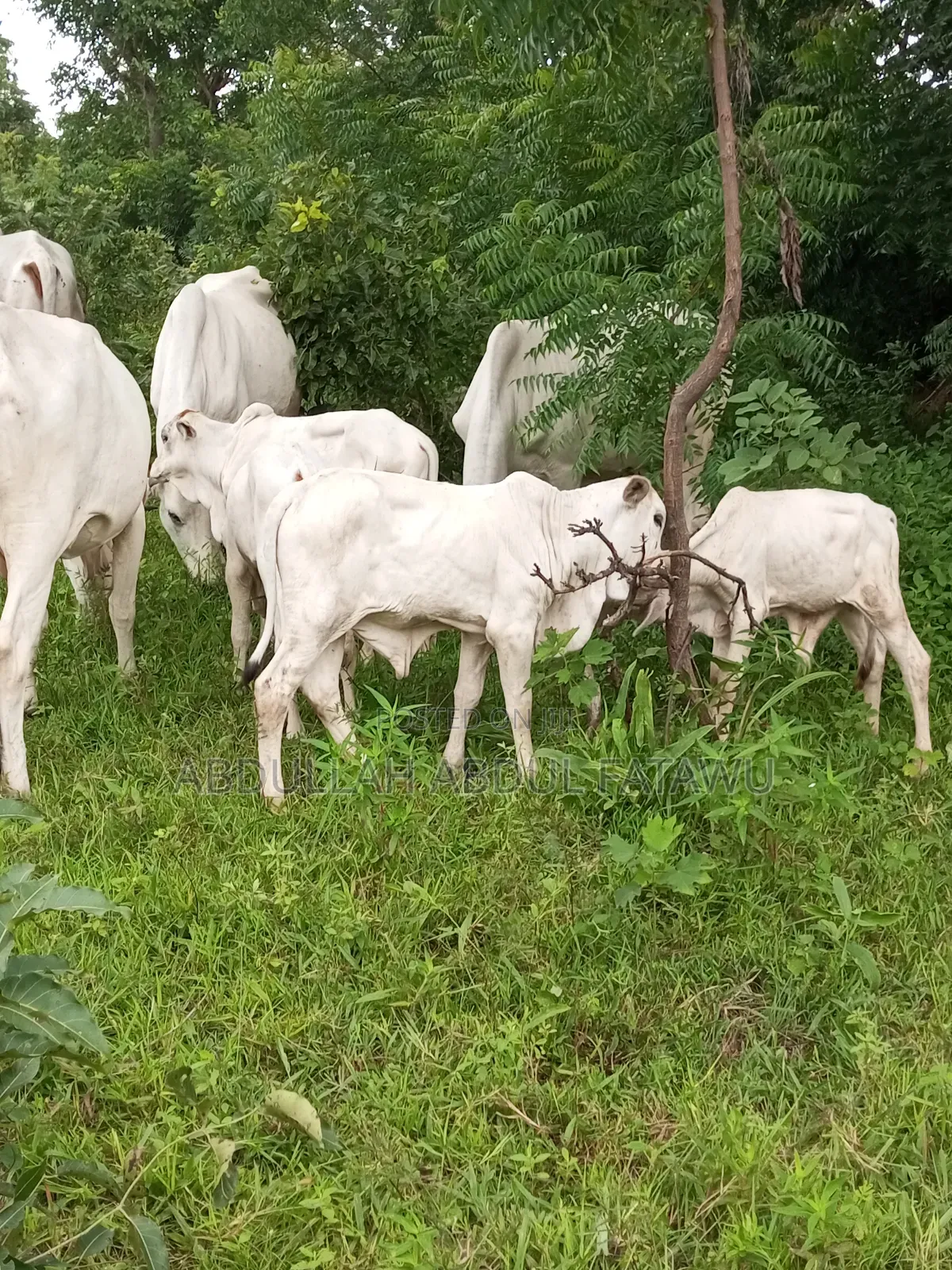 Cattle Seller Is Available