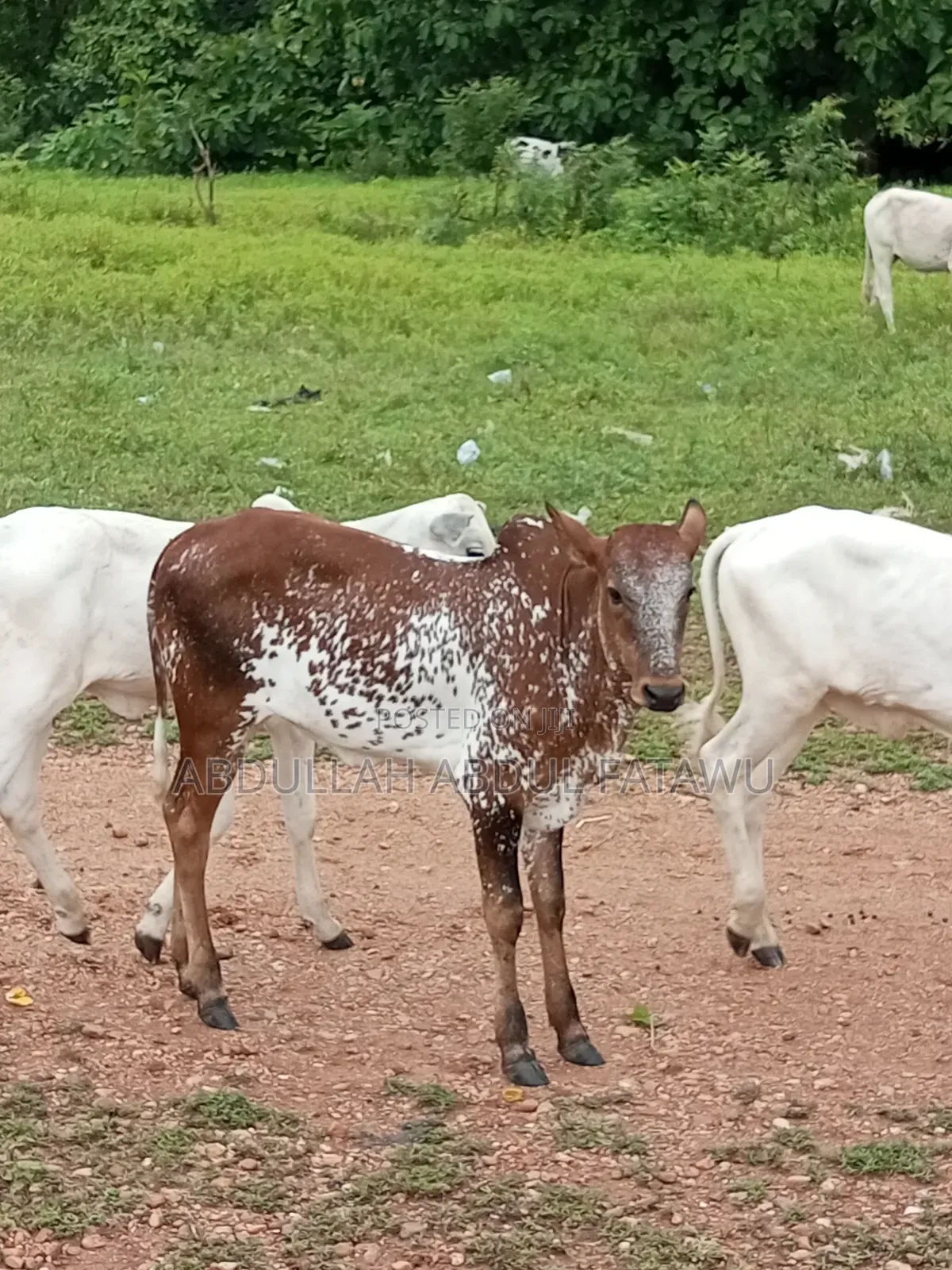Cattle Seller Is Available