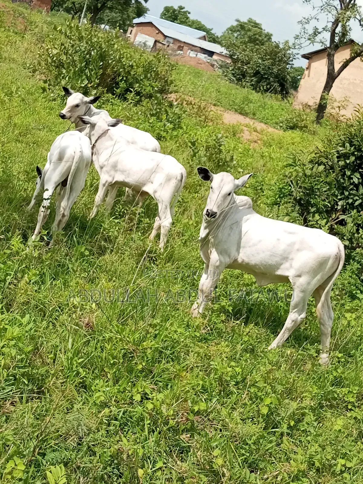 Cattle Seller Is Available