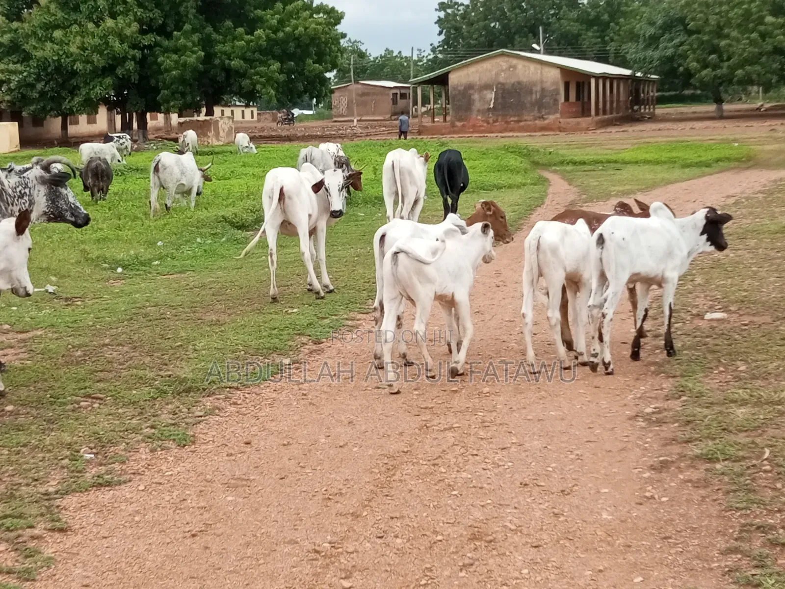 Cattle Seller Is Available
