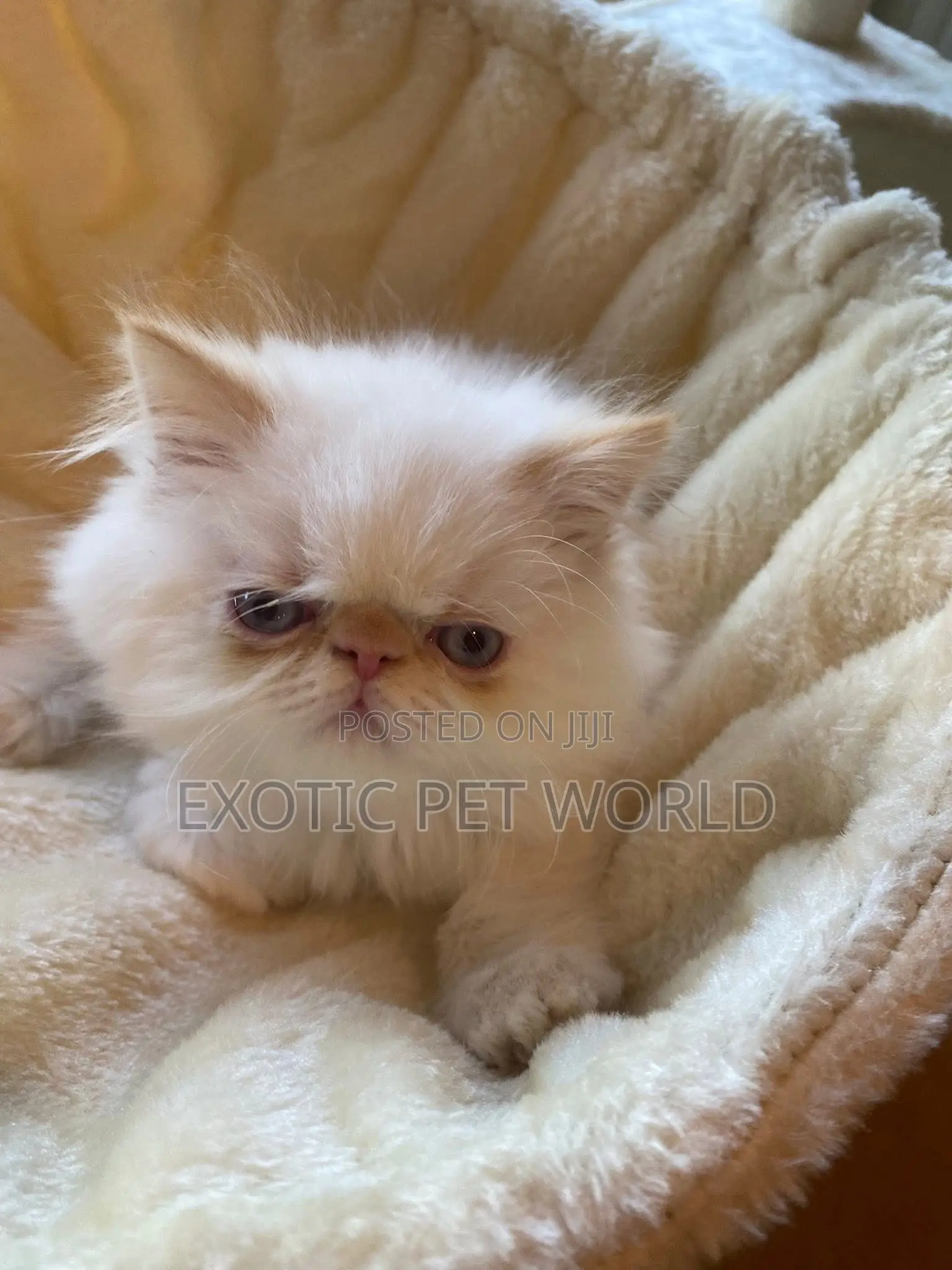 1-3 months Male Purebred Persian