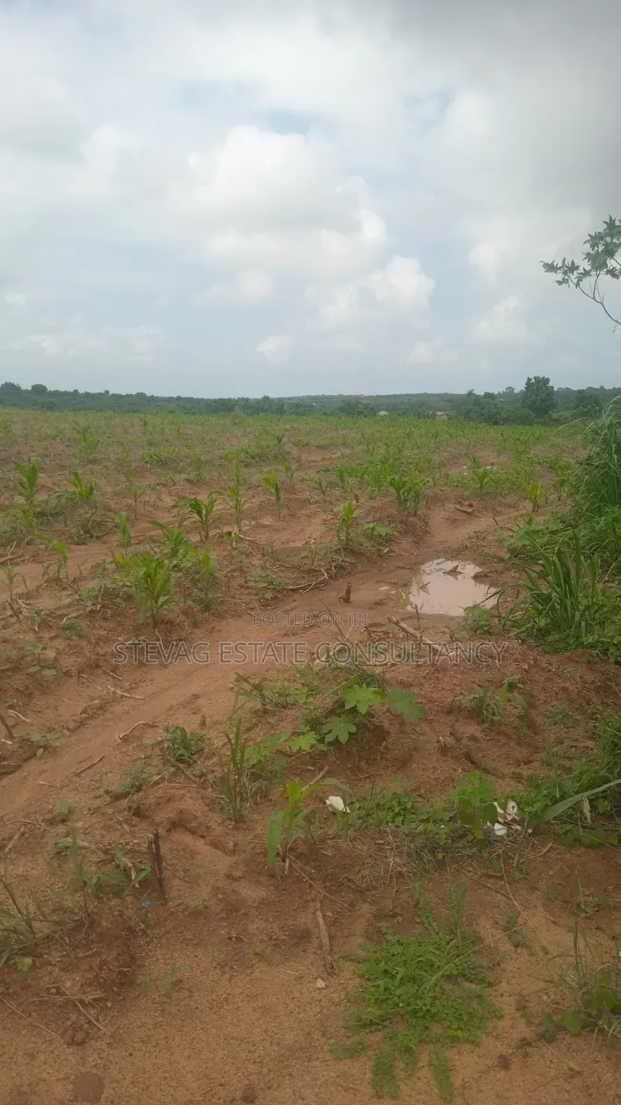 Genuine Estate Company Land for Sale at Nsawam Ayibontey