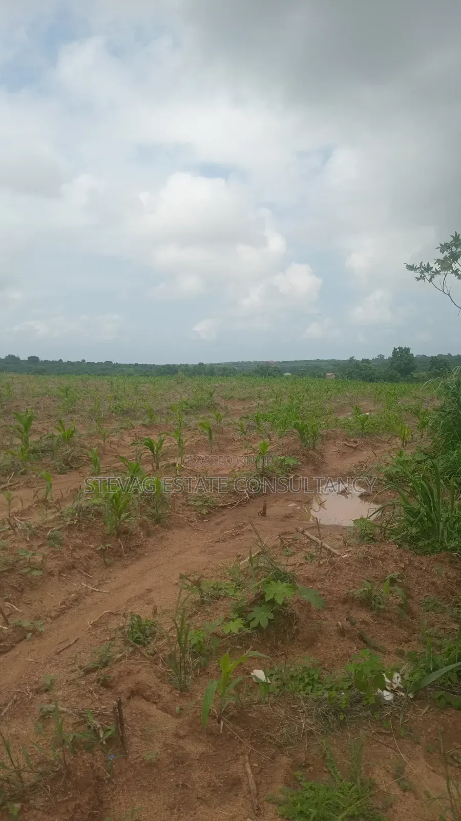 Genuine Estate Company Land for Sale at Nsawam Ayibontey