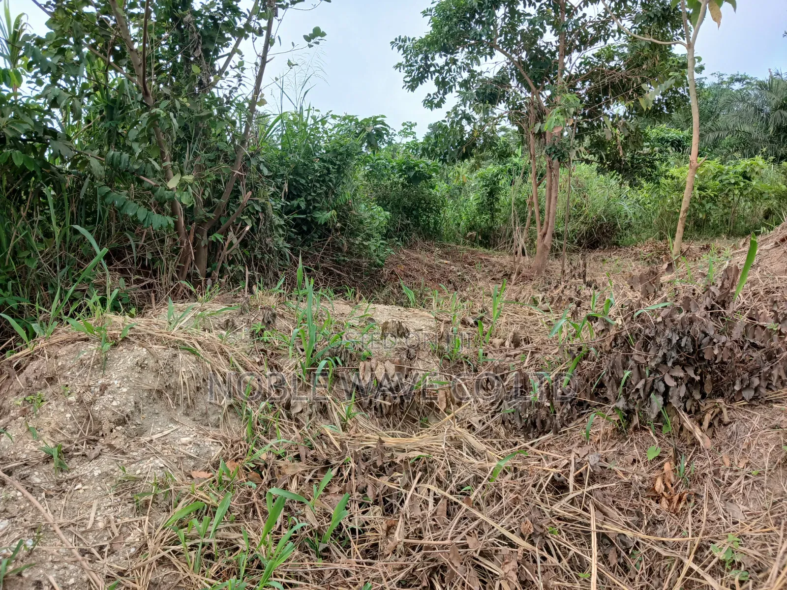 Plots of Land for Sale at Sokoban-Konkoli