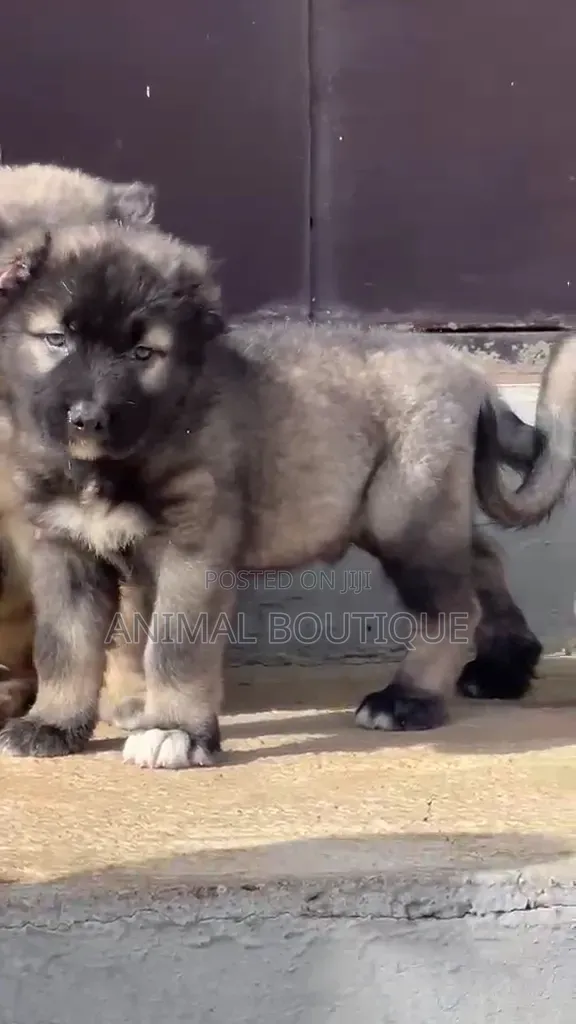 1-3 months Male Purebred Caucasian Shepherd