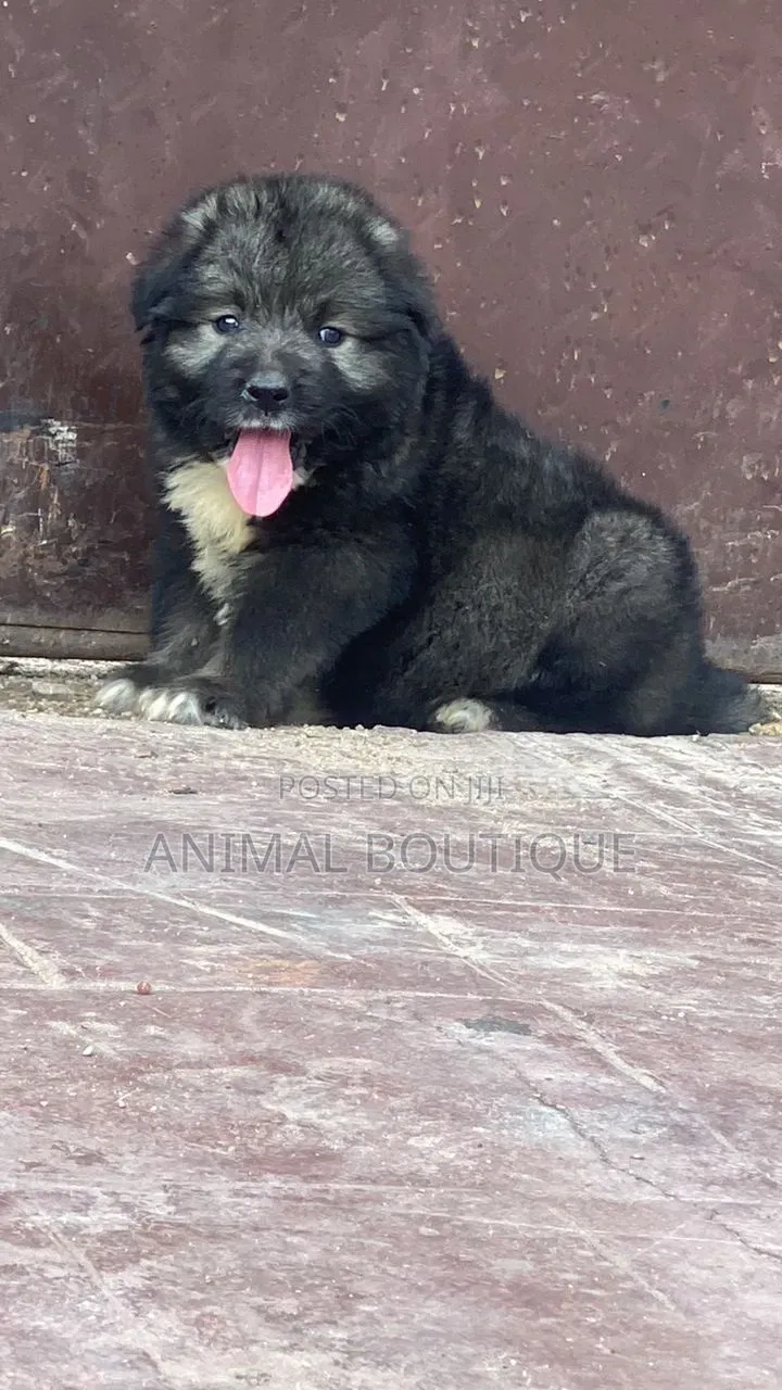 1-3 months Male Purebred Caucasian Shepherd