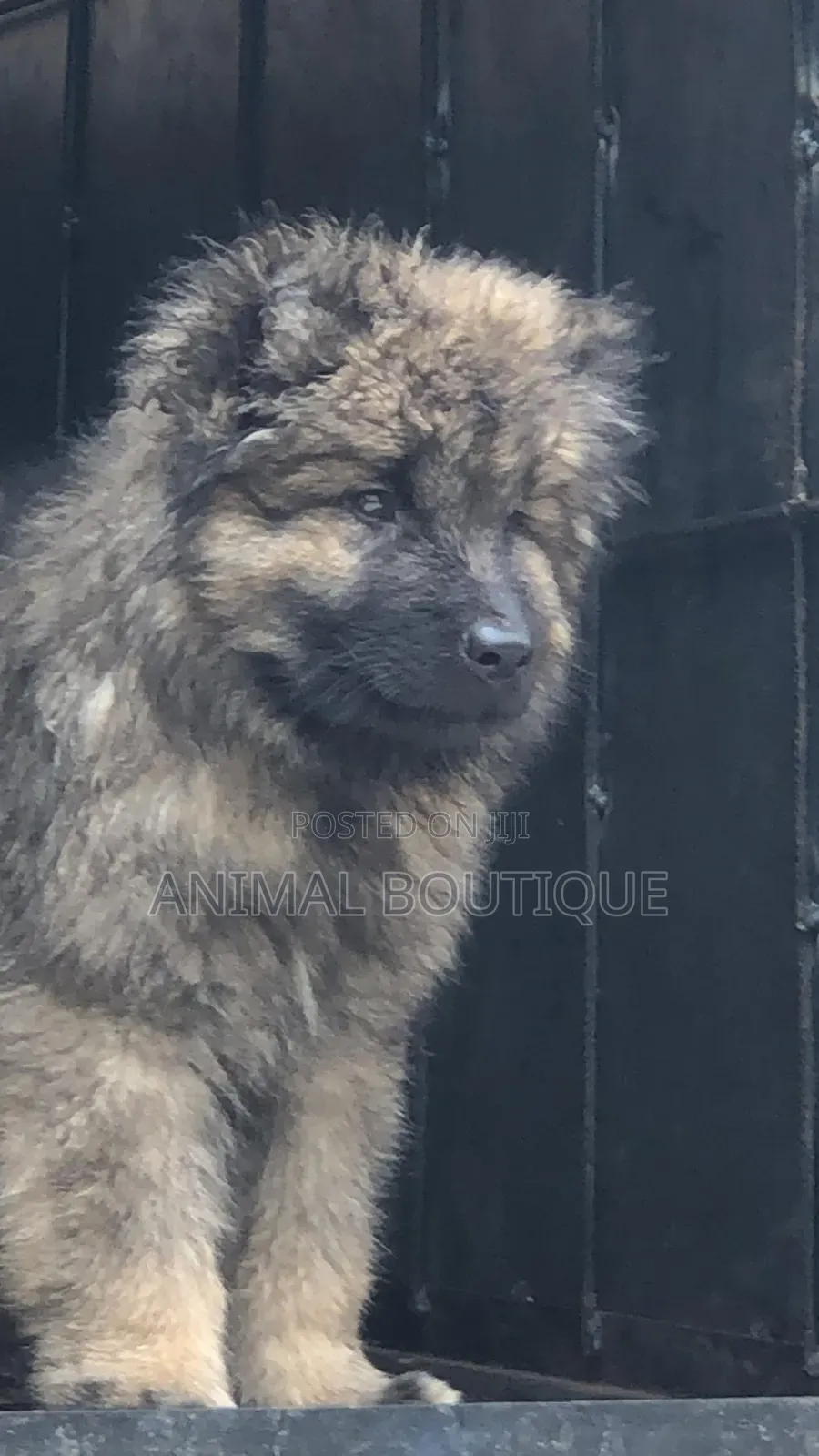 1-3 months Female Purebred Caucasian Shepherd