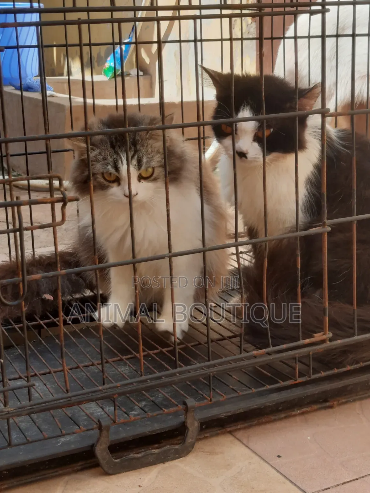 6-12 months Male Mixed Breed Persian