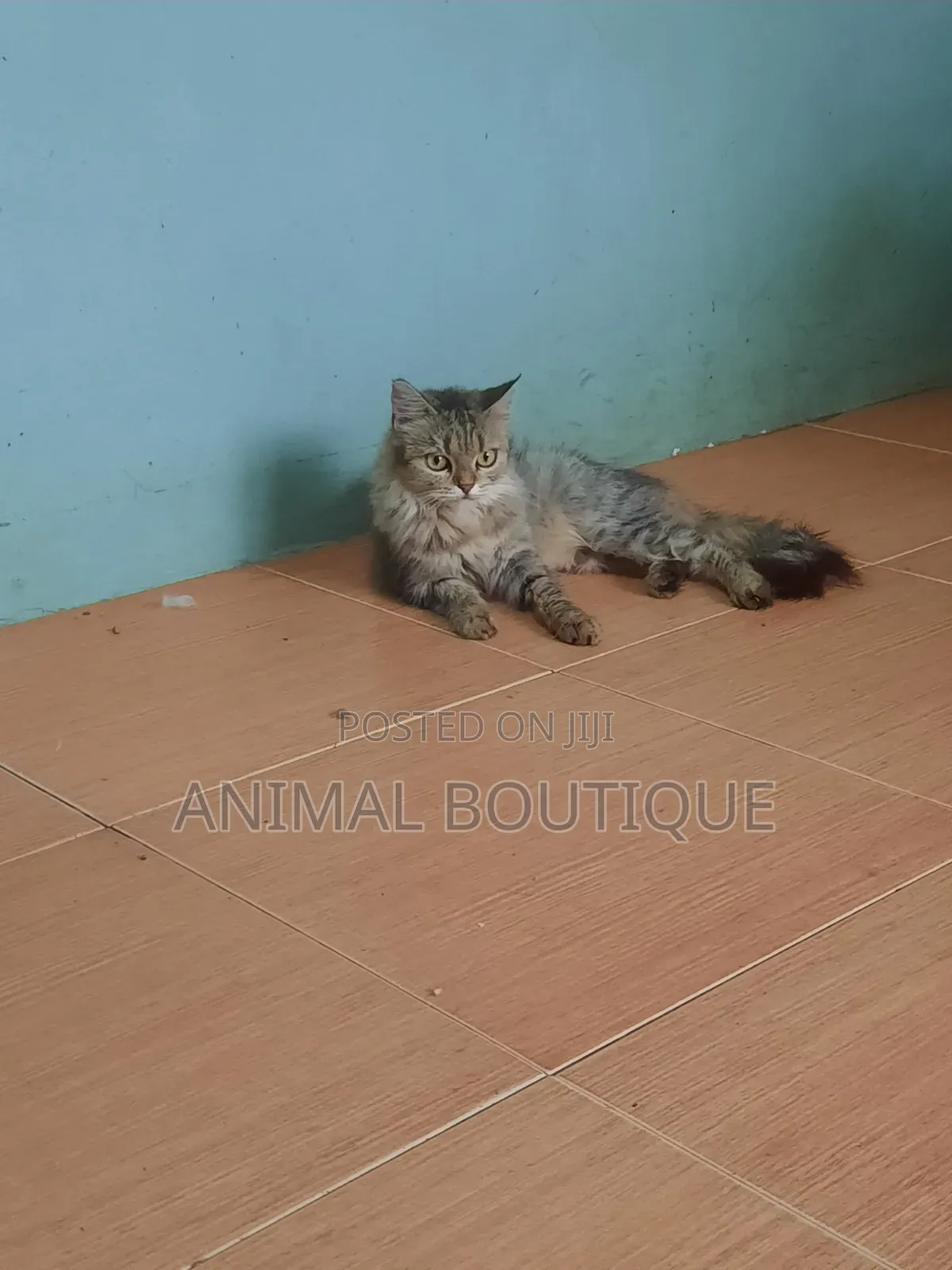 6-12 months Female Mixed Breed Maine Coon