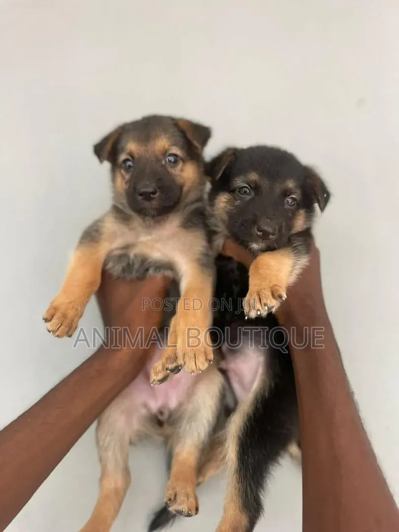 1-3 months Male Purebred German Shepherd