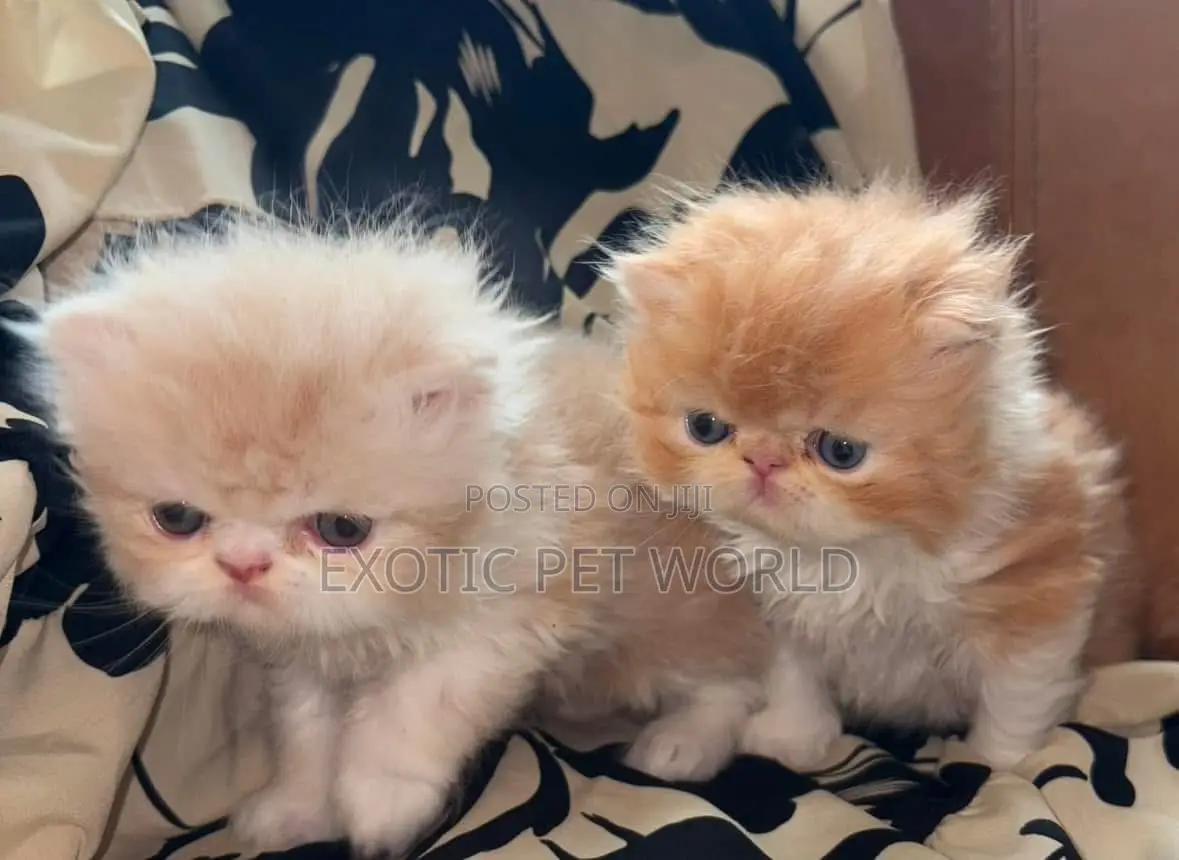 1-3 months Female Purebred Persian