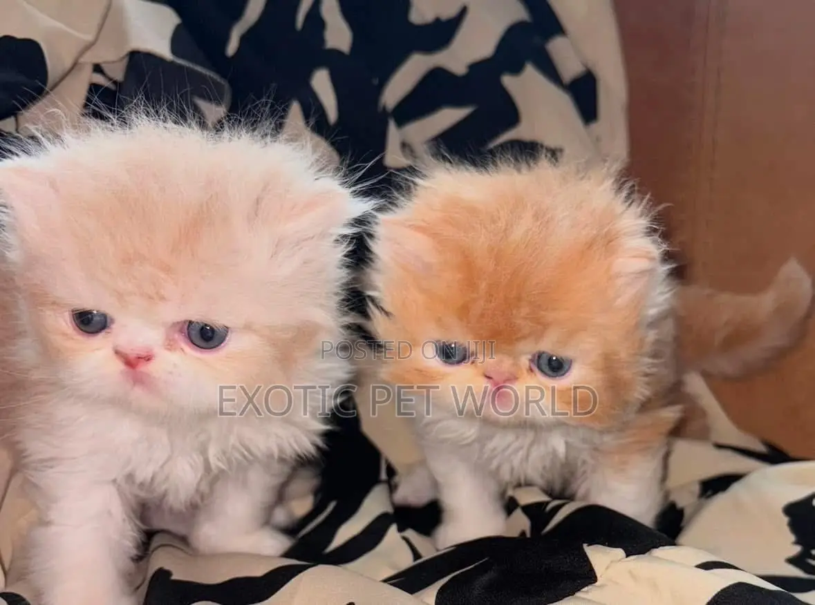 1-3 months Female Purebred Persian