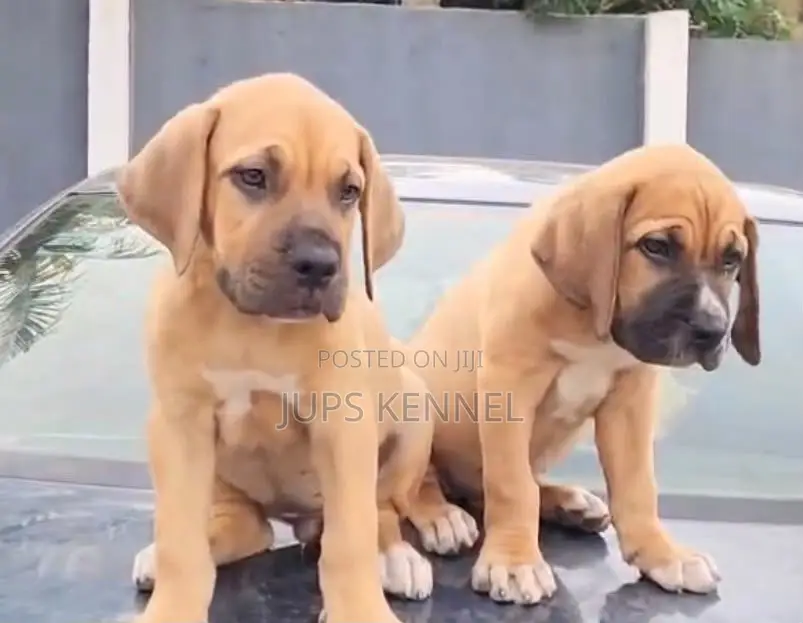 1-3 months Female Purebred Boerboel