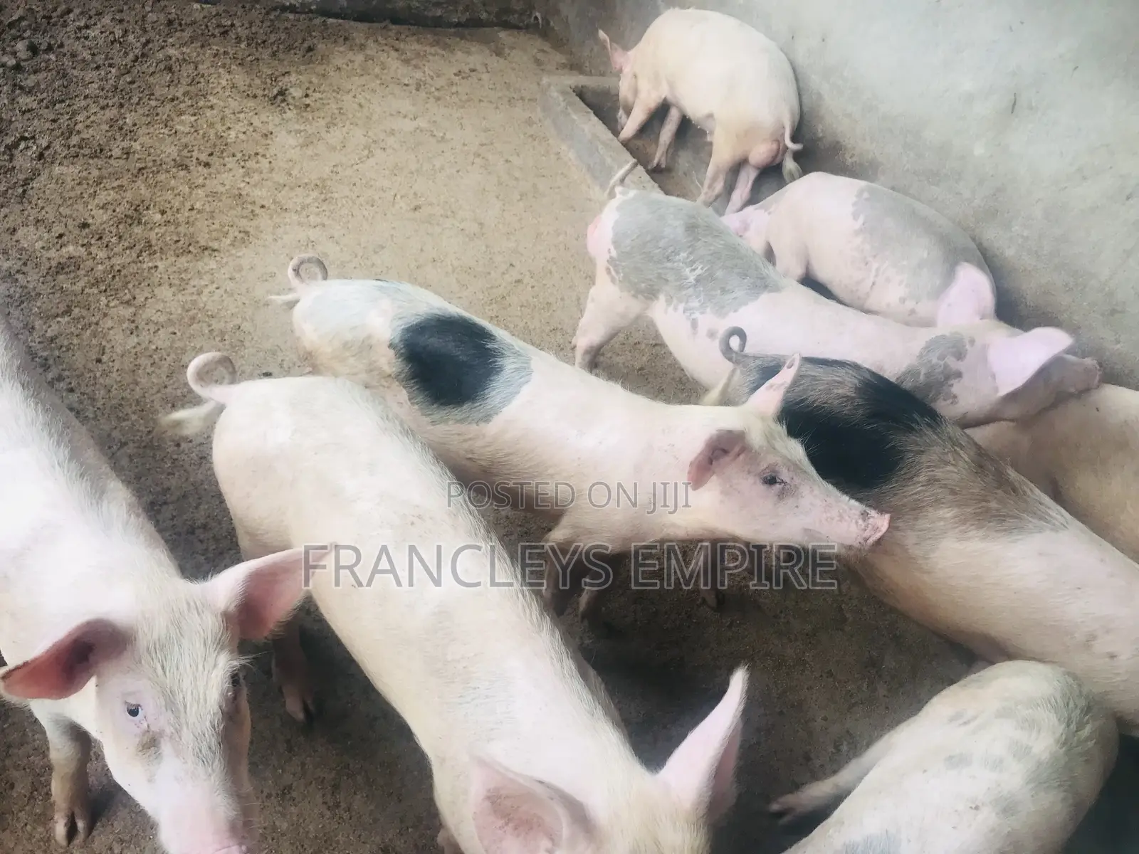 34cedis Per Life Weight.All Weight 35-180kg.Dressing Fee 60-150cedis