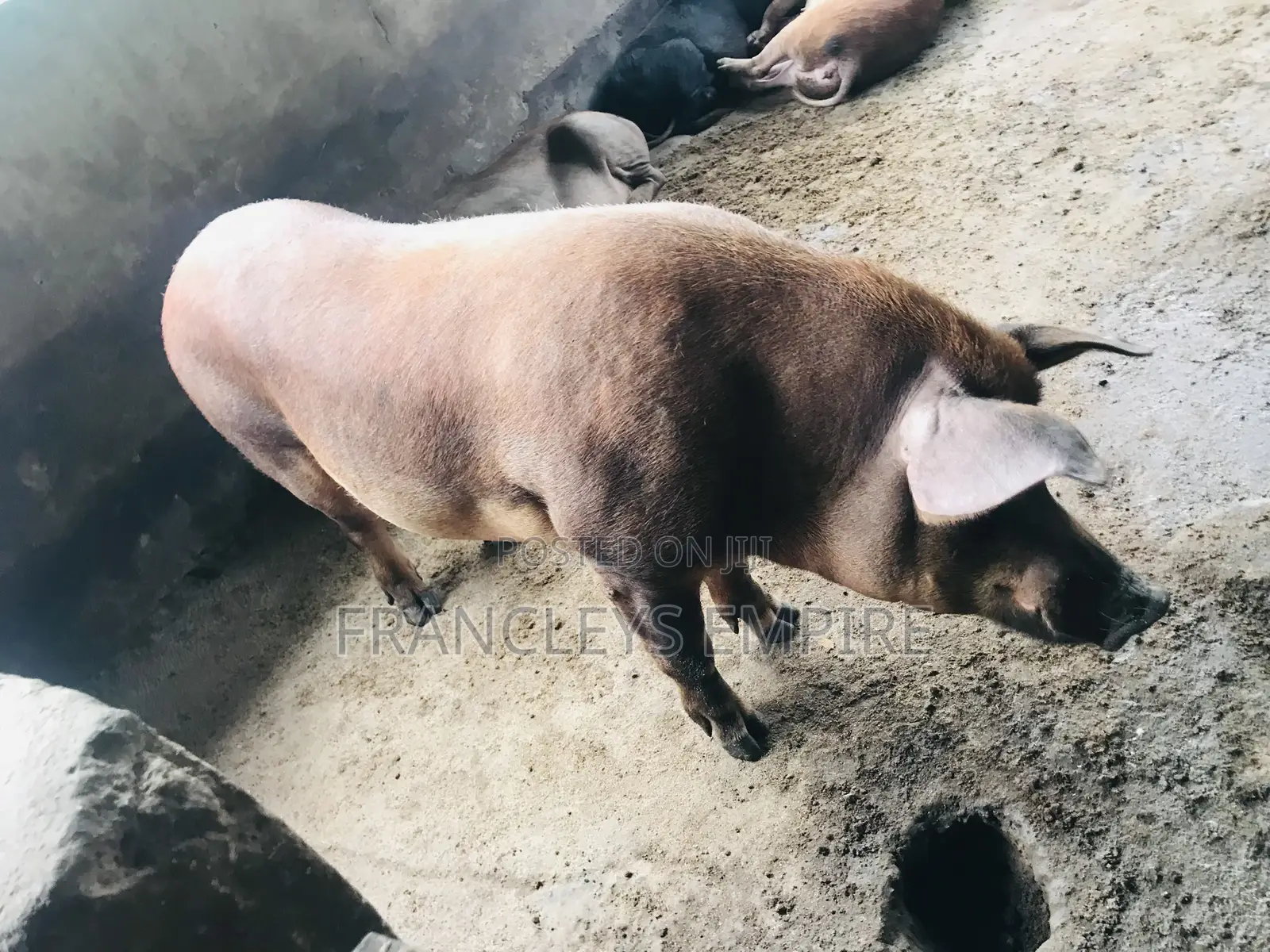 F1 Pure Male Duroc for Breeding Over 180kg.