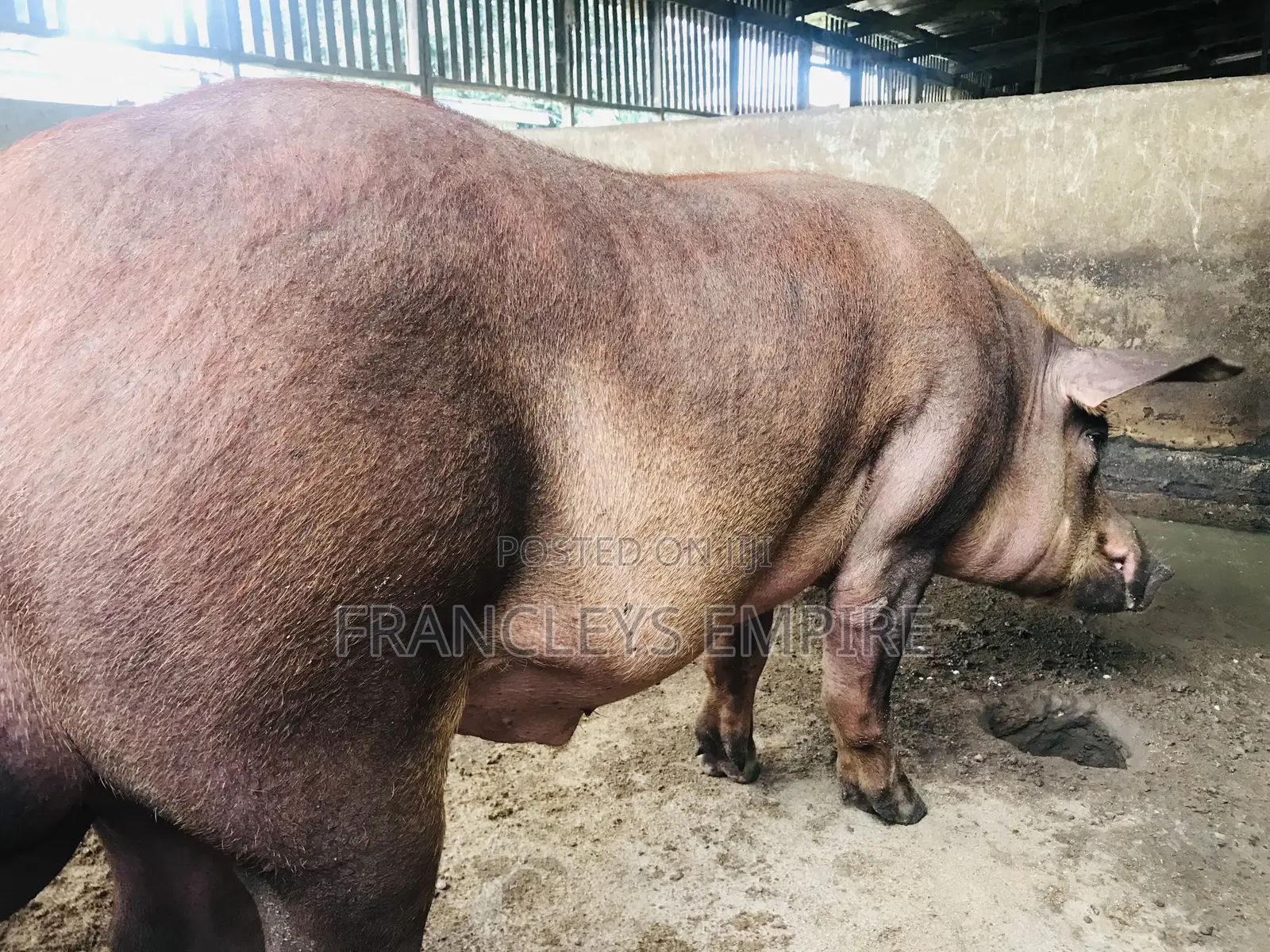 F1 Pure Male Duroc for Breeding Over 180kg.