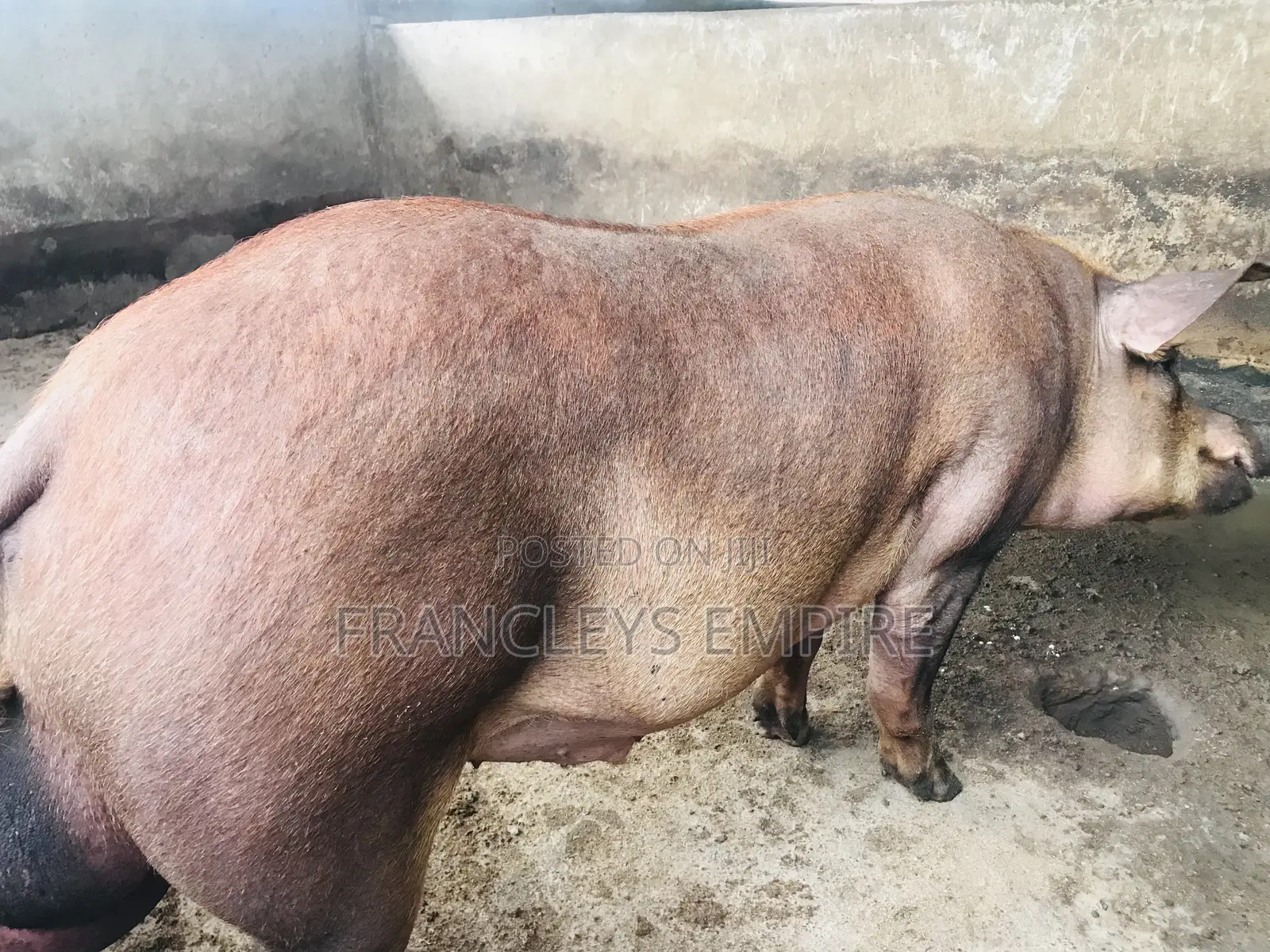 F1 Pure Male Duroc for Breeding Over 180kg.