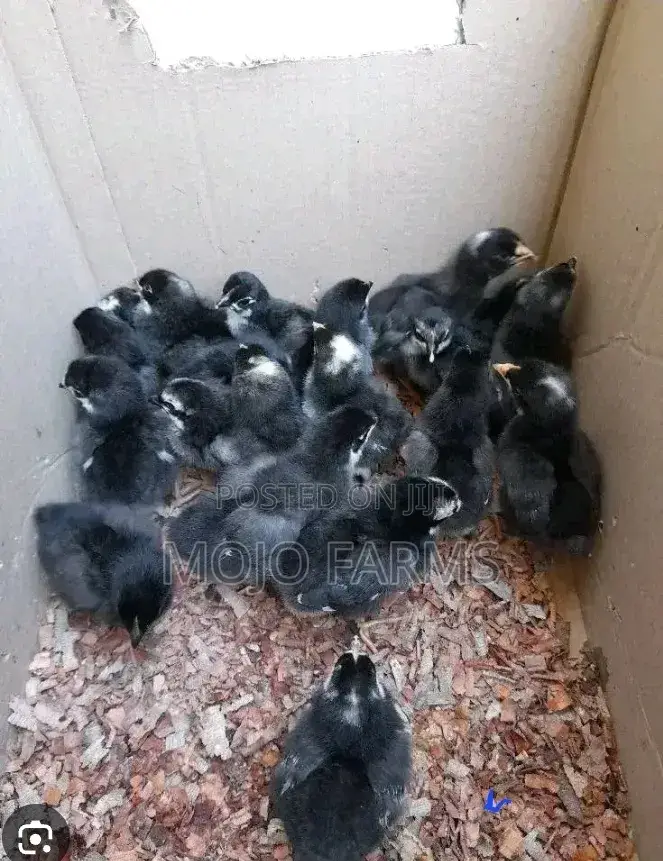 Day Old Black Chicks.