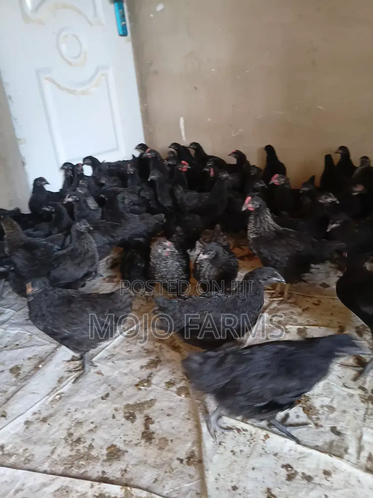 Day Old Black Chicks.
